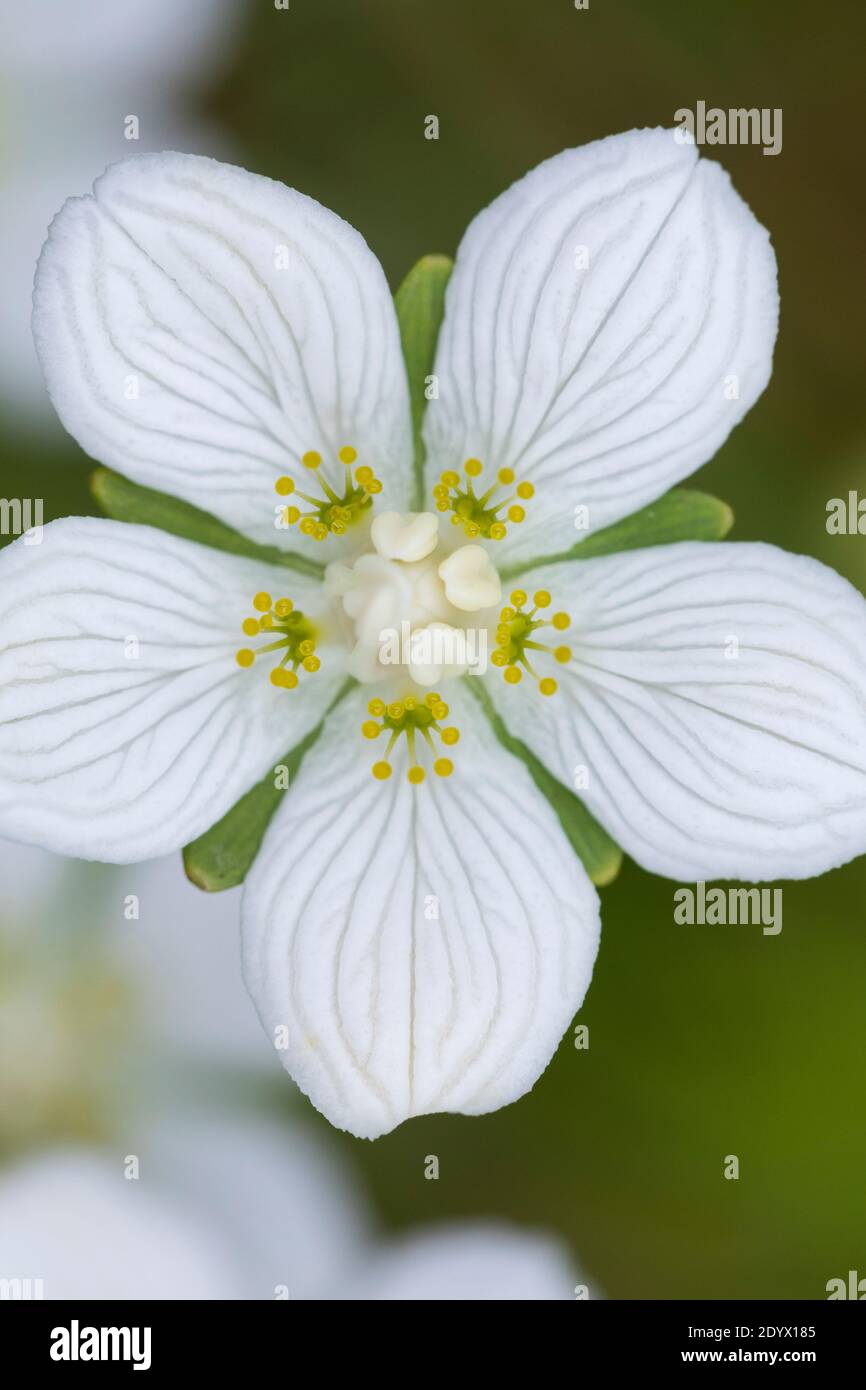 Sumpf-Herzblatt Sumpfherzblatt,,, Herzblatt Parnassia palustris, herbe du Parnasse, Parnassie des marais Banque D'Images