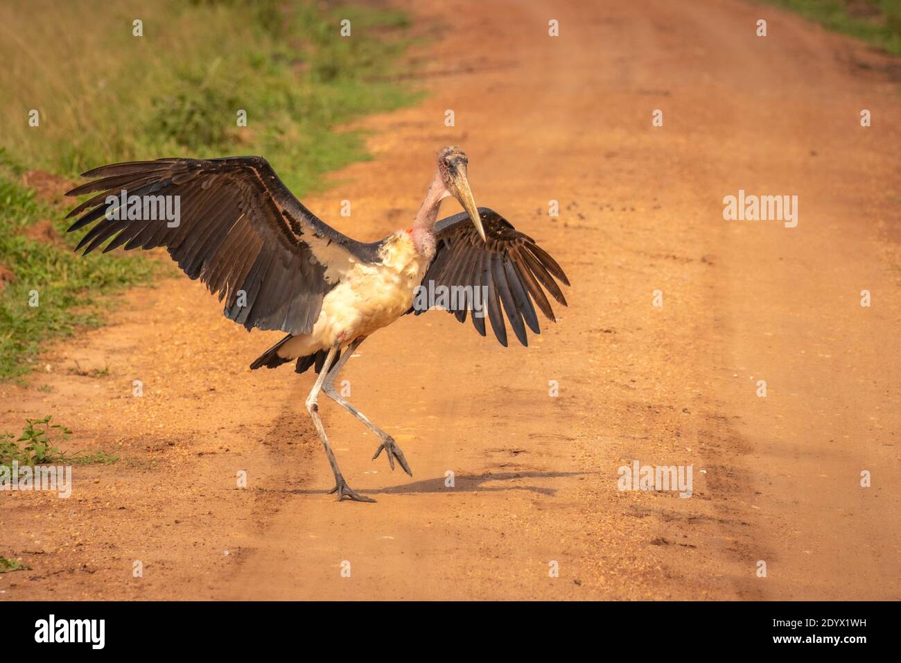 Marabout (Leptoptilos crumeniferus) volant, parc national du lac Mburo, Ouganda. Banque D'Images