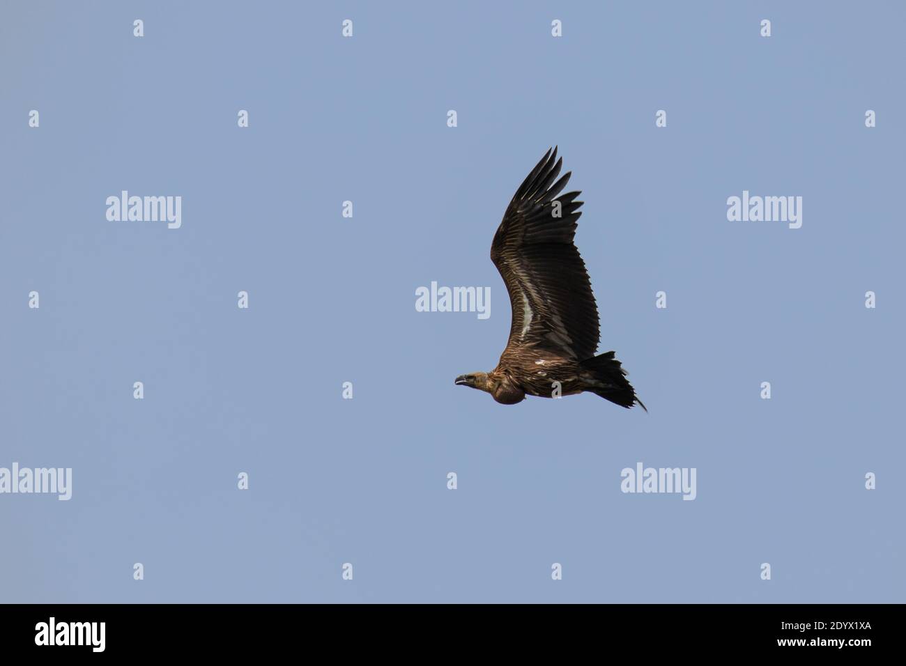 Vautour à dos blanc (Gyps africanus) volant, parc national du lac Mburo, Ouganda. Banque D'Images