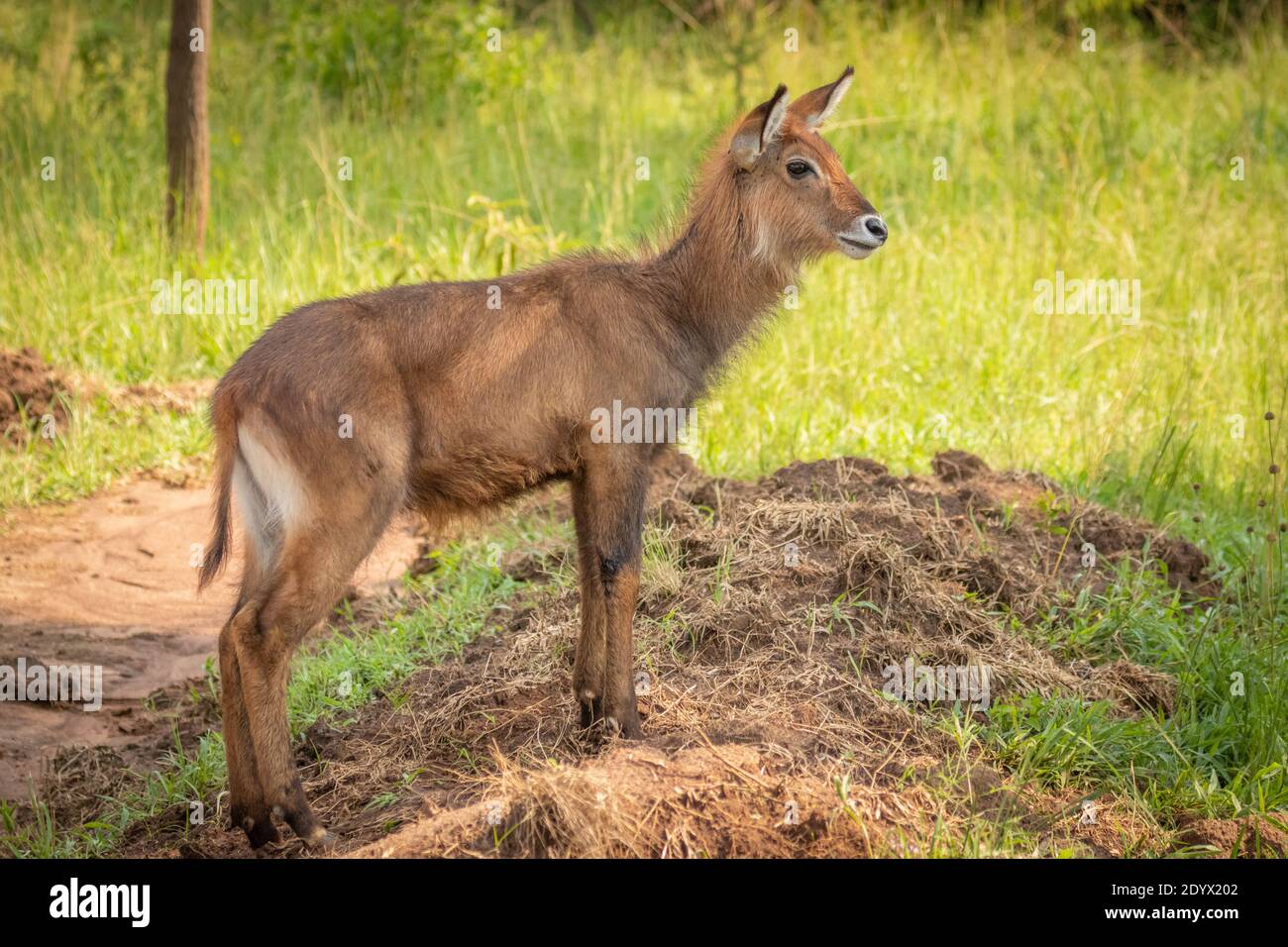 Nouveau-né de buck de defassa (Kobus ellipsiprymnus defassa), parc national du lac Mburo, Ouganda. Banque D'Images