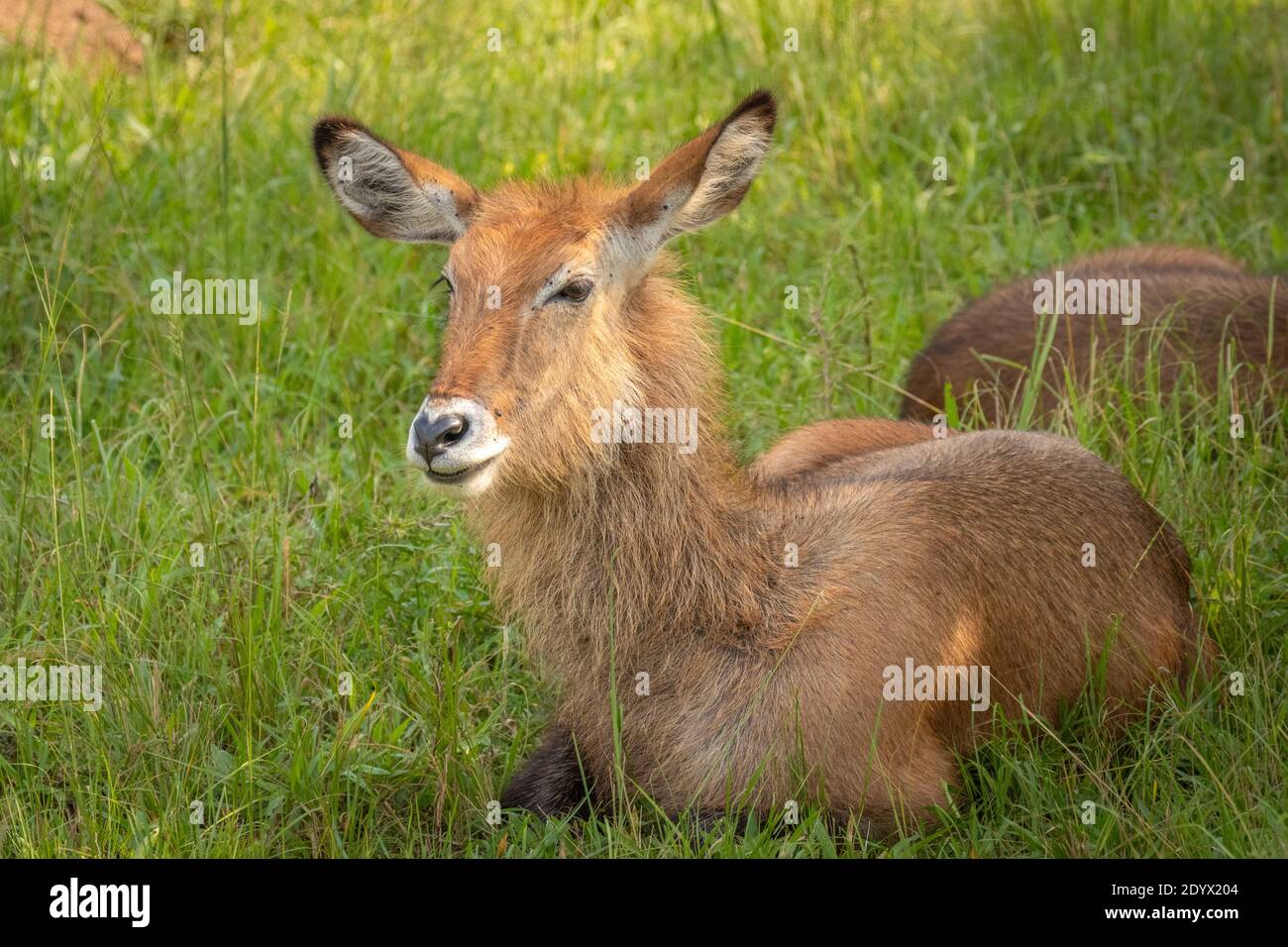 Buck de defassa femelle ( Kobus ellipsiprymnus defassa), parc national du lac Mburo, Ouganda. Banque D'Images