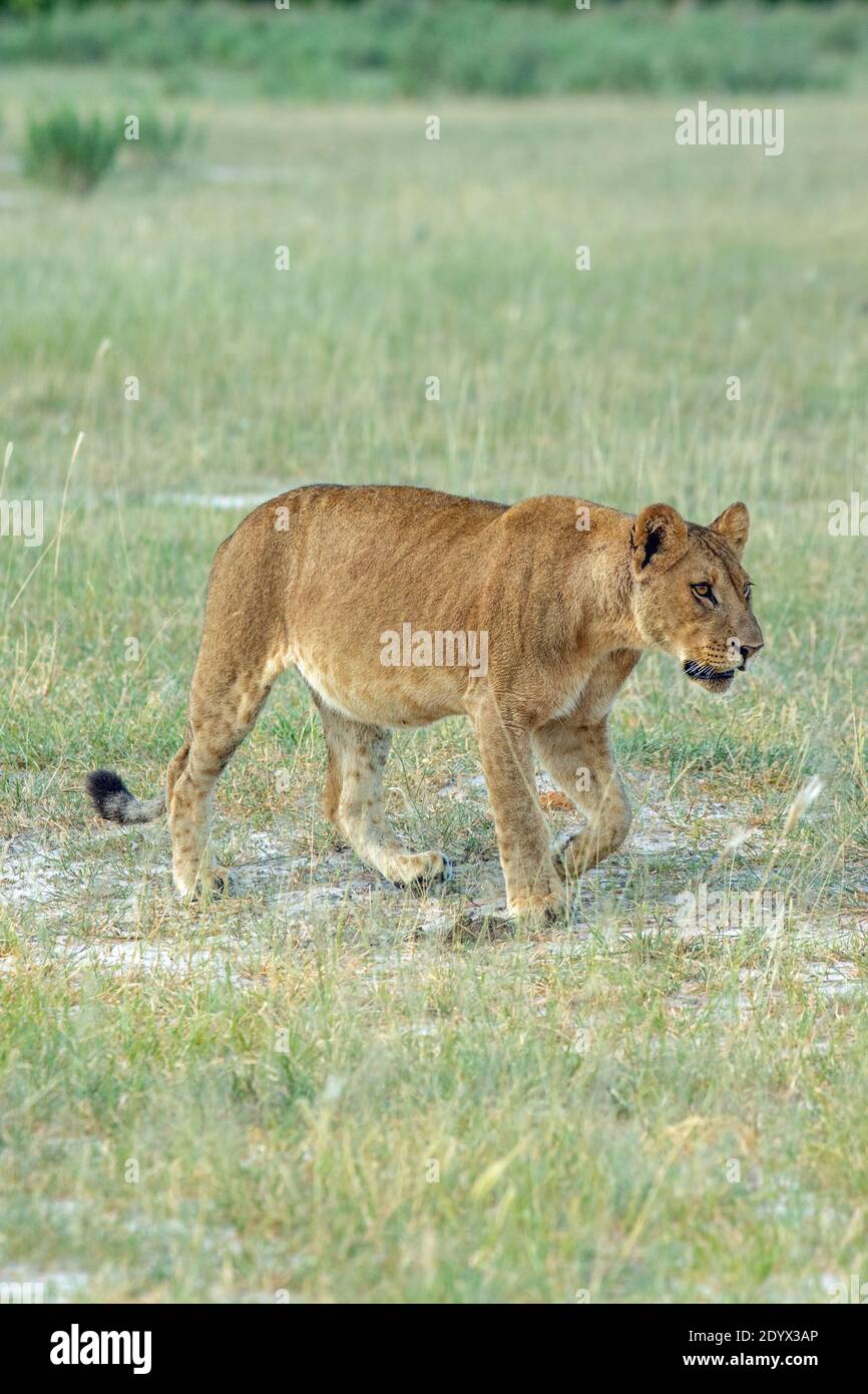 Lioness africain (Panther leo). Ventre étendu indiquant la récente chasse réussie et pris des proies, par elle et d'autres membres de la fierté. Dans le pic de con Banque D'Images