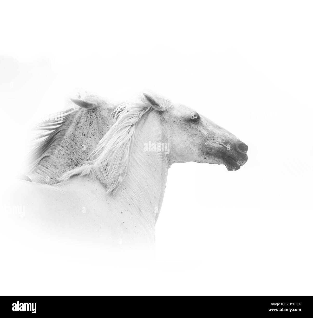 chevaux blancs en gros plan sur un fond blanc Banque D'Images