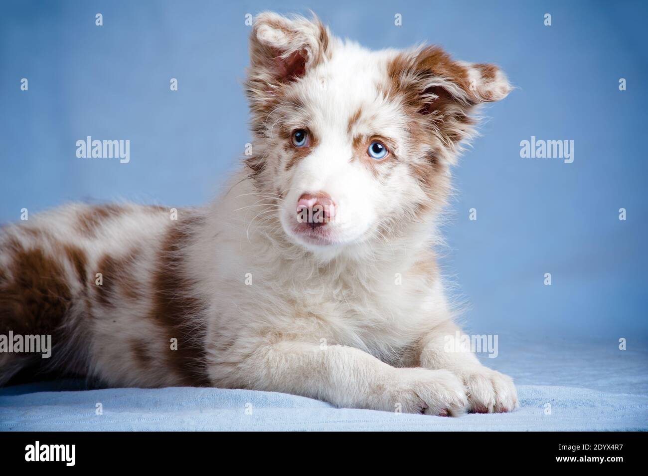 Border collie chiot en studio Banque D'Images