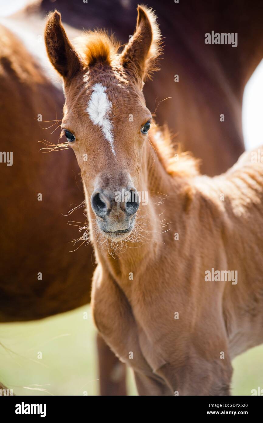 portrait d'un adorable poulain arabe à la lumière du jour de l'été Banque D'Images