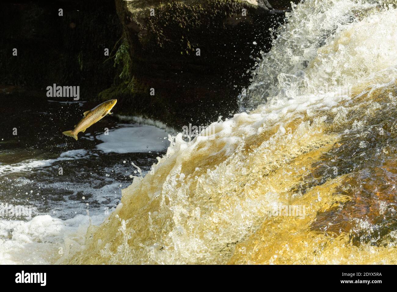 La truite brune (Salmo trutta) bondissant une cascade pour se rendre aux frayères en amont. Rivière Endrick, parc national de Trossachs, Écosse Banque D'Images
