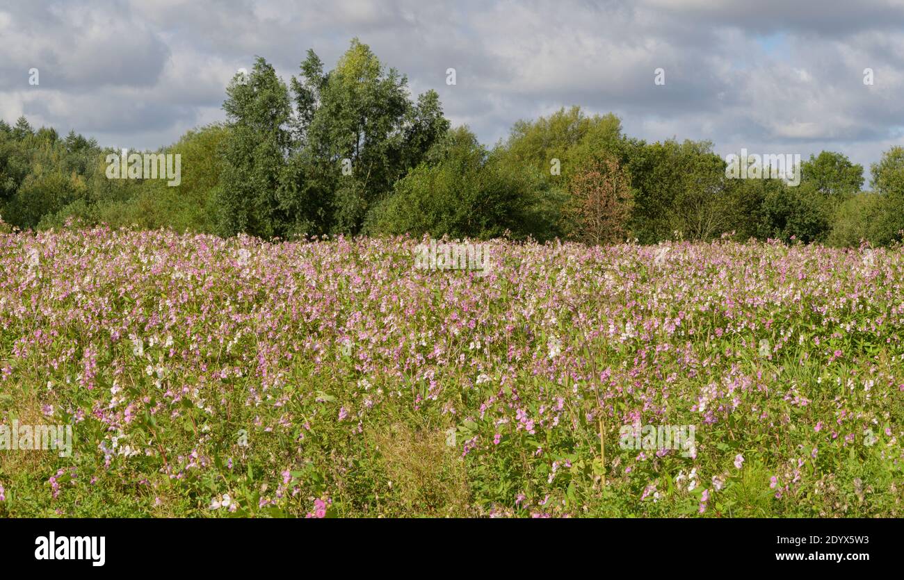 Balsam himalayan (Impatiens glandulifera) sur la plaine inondable de la rivière Tame, vallée rougeâtre, Grand Manchester. Août 2020 Banque D'Images