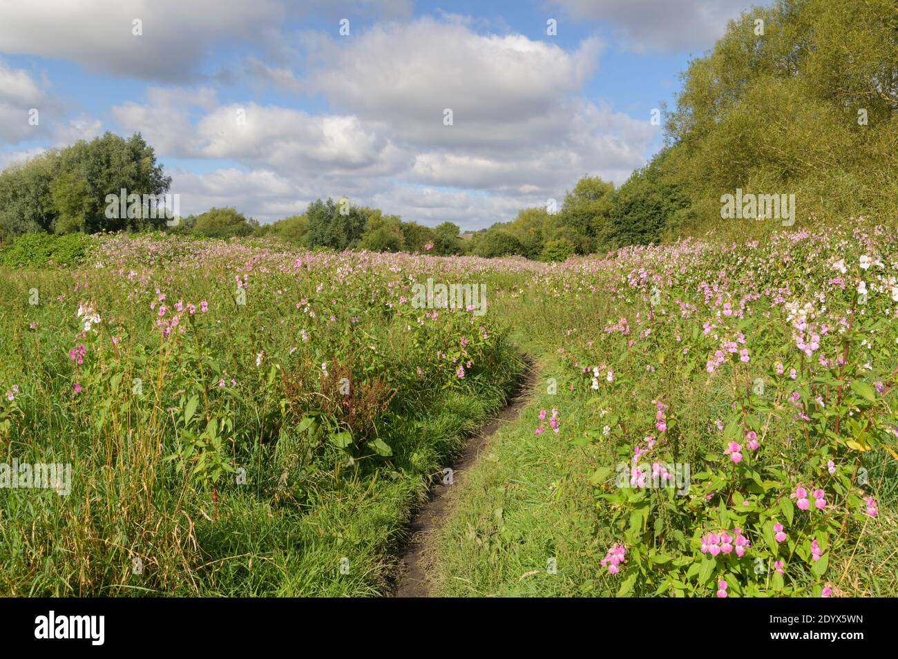 Balsam himalayan (Impatiens glandulifera) sur la plaine inondable de la rivière Tame, vallée rougeâtre, Grand Manchester. Août 2020 Banque D'Images
