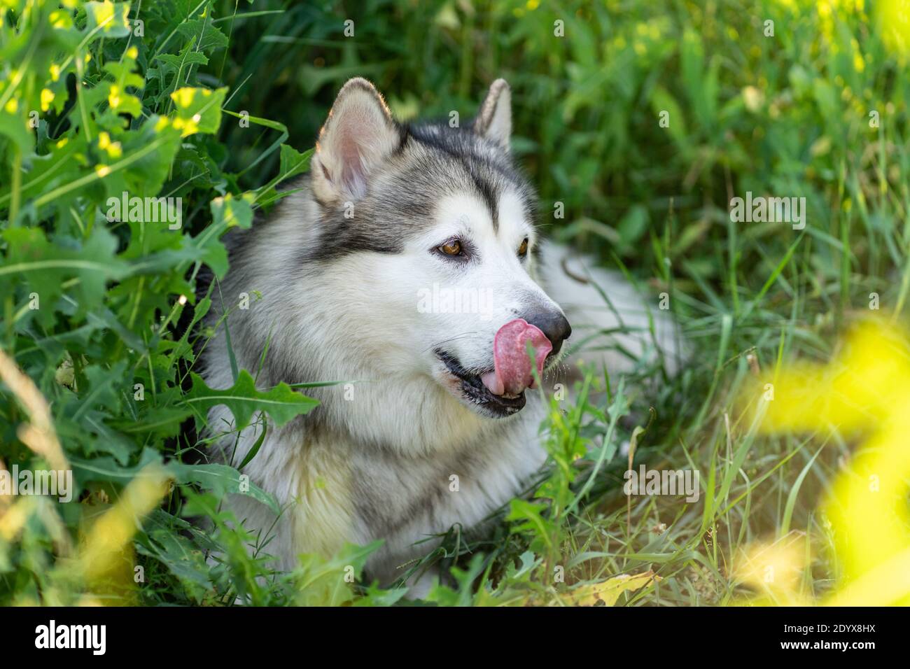 malamute d'Alaska à l'ombre d'une herbe haute Banque D'Images