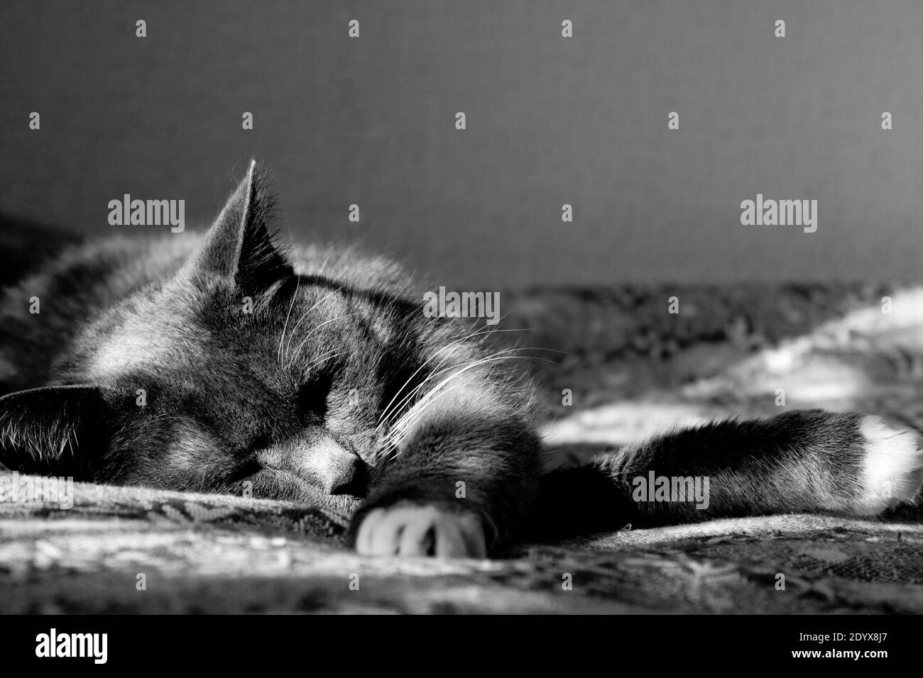 Chat domestique décontracté gris fumé blanc-croisé allongé sur un canapé à l'intérieur, monochrme horisontal photo Banque D'Images