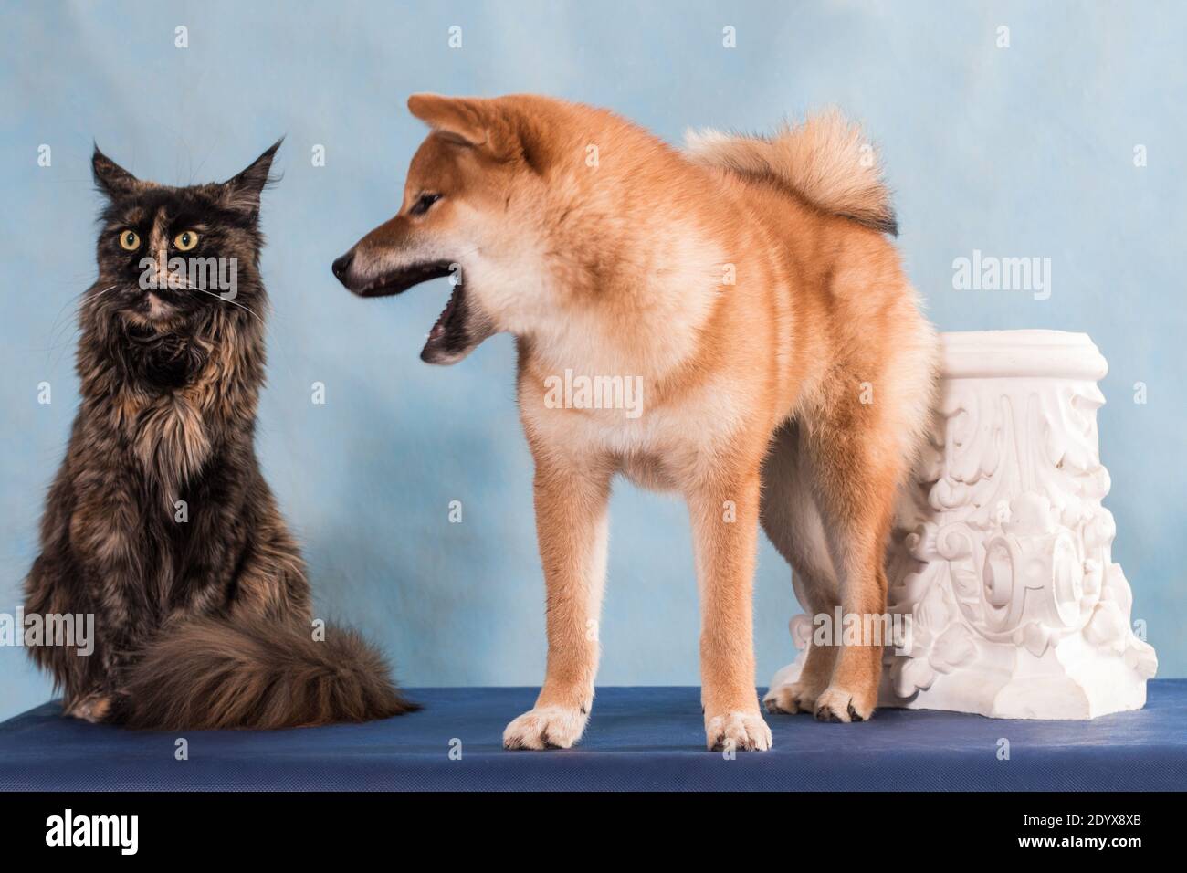 Chien Shiba Inu De Race Nationale Japonaise Rouge Hurle A La Tortoiseshell Maine Coon Chat Pres De La Capitale Pilaster Sur Fond Bleu En Studio A L Interieur Horisonta Photo Stock Alamy