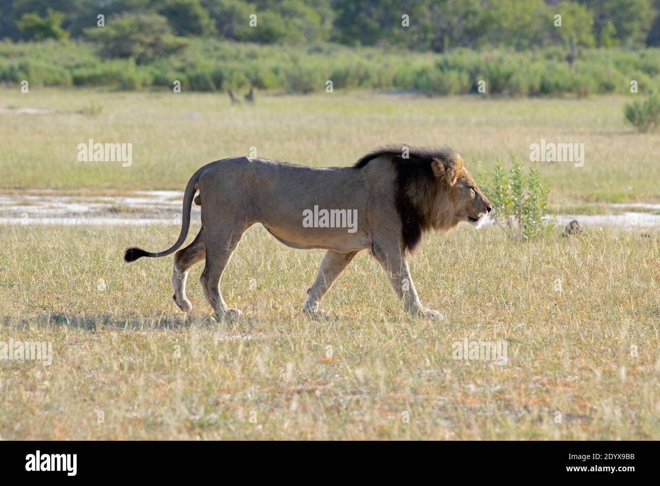 Lion africain (Panthera lio). Marche à l'air libre, avec une foulée déterminée et déterminée, vue latérale, profil complet. Tête légèrement abaissée, oreilles en arrière, rabattable Banque D'Images