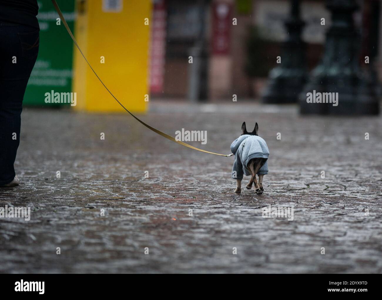 28 décembre 2020, Hessen, Francfort-sur-le-main: Sur la laisse de son propriétaire, un petit ami à quatre pattes dans un chien à sabots marche à travers le Römerberg, qui était désert. Photo: Frank Rumpenhorst/dpa Banque D'Images