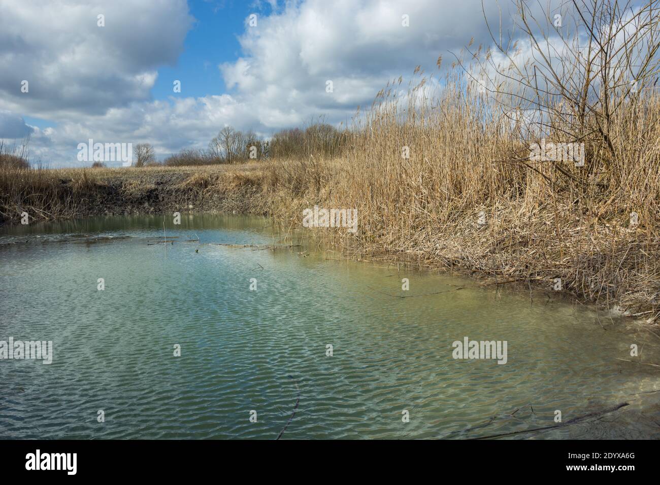 Eau verte dans l'étang et herbes sèches sur le rivage, jour ensoleillé Banque D'Images