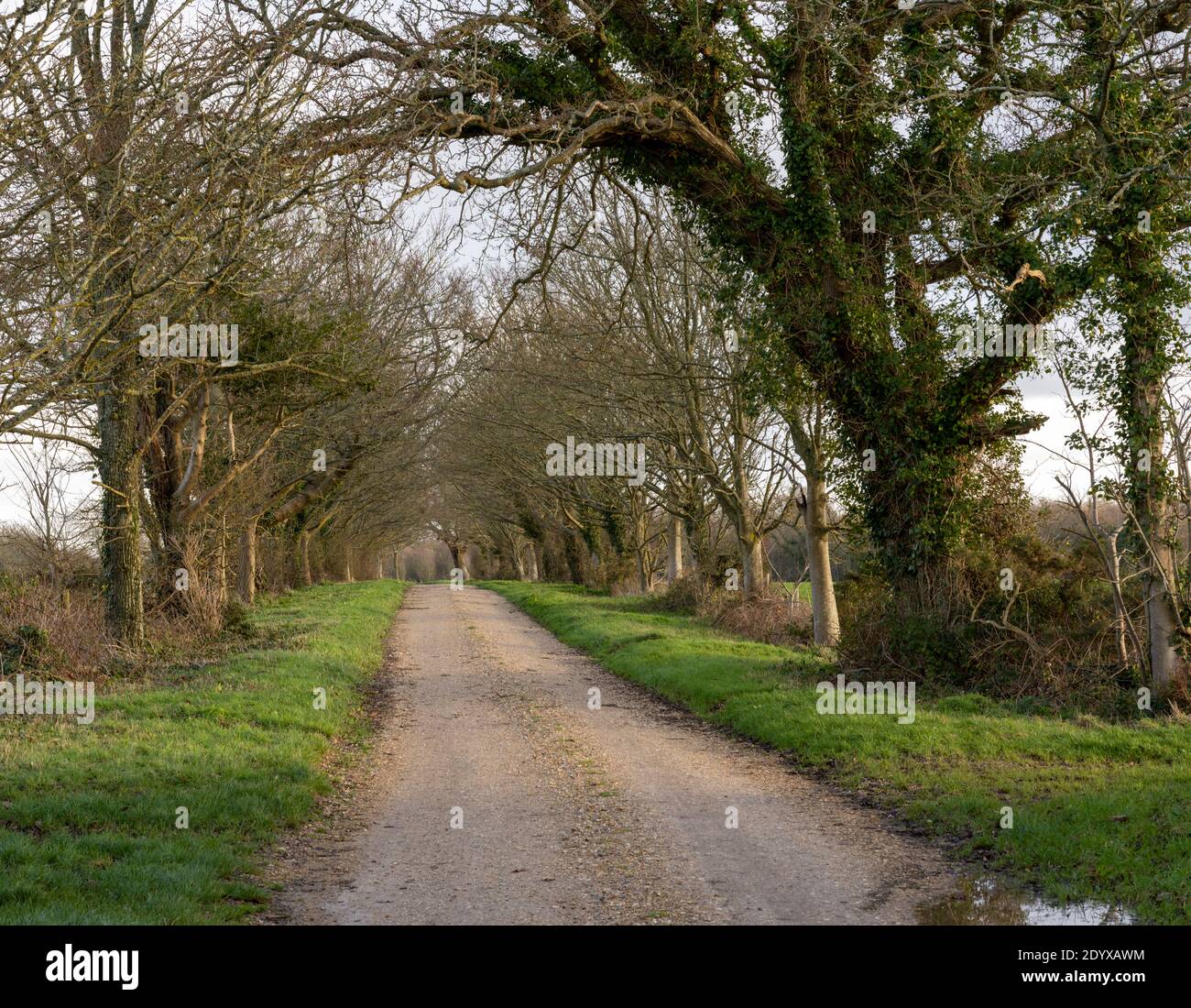 Vue du chemin de la mariée menant à East Hill Farm, Lepe, New Forest, Hampshire, Angleterre, Royaume-Uni Banque D'Images