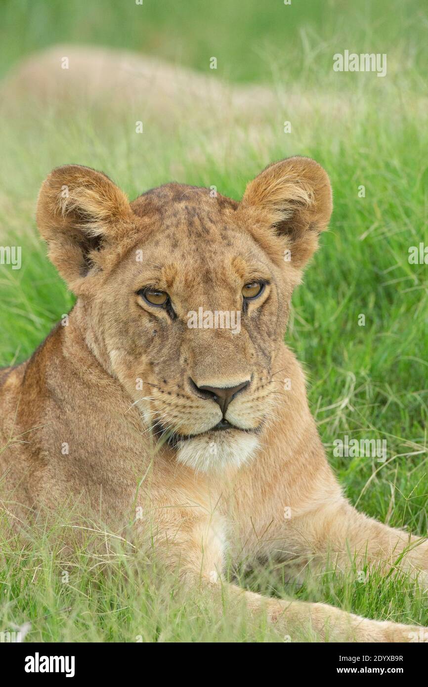 Lioness africain (Panthera leo). Digne, confiant, inclinable mais pleinement conscient, concentré sur les mouvements de la vie, dans le territoire immédiat, l'environnement. Œil Banque D'Images