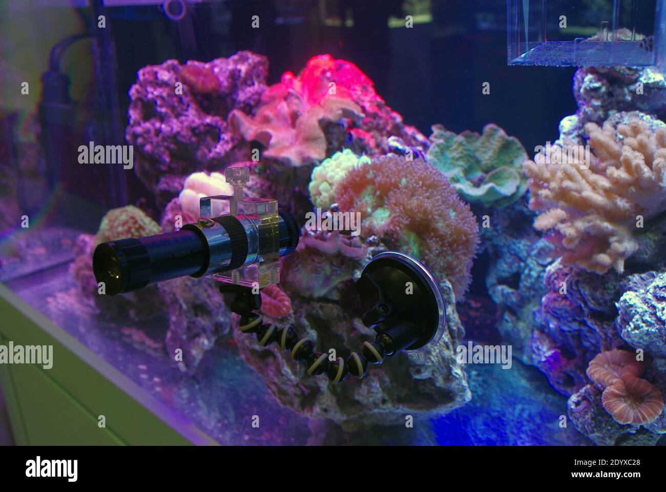 Équipement de microscope pour observer les micro-invertébrés dans un aquarium de récif Banque D'Images