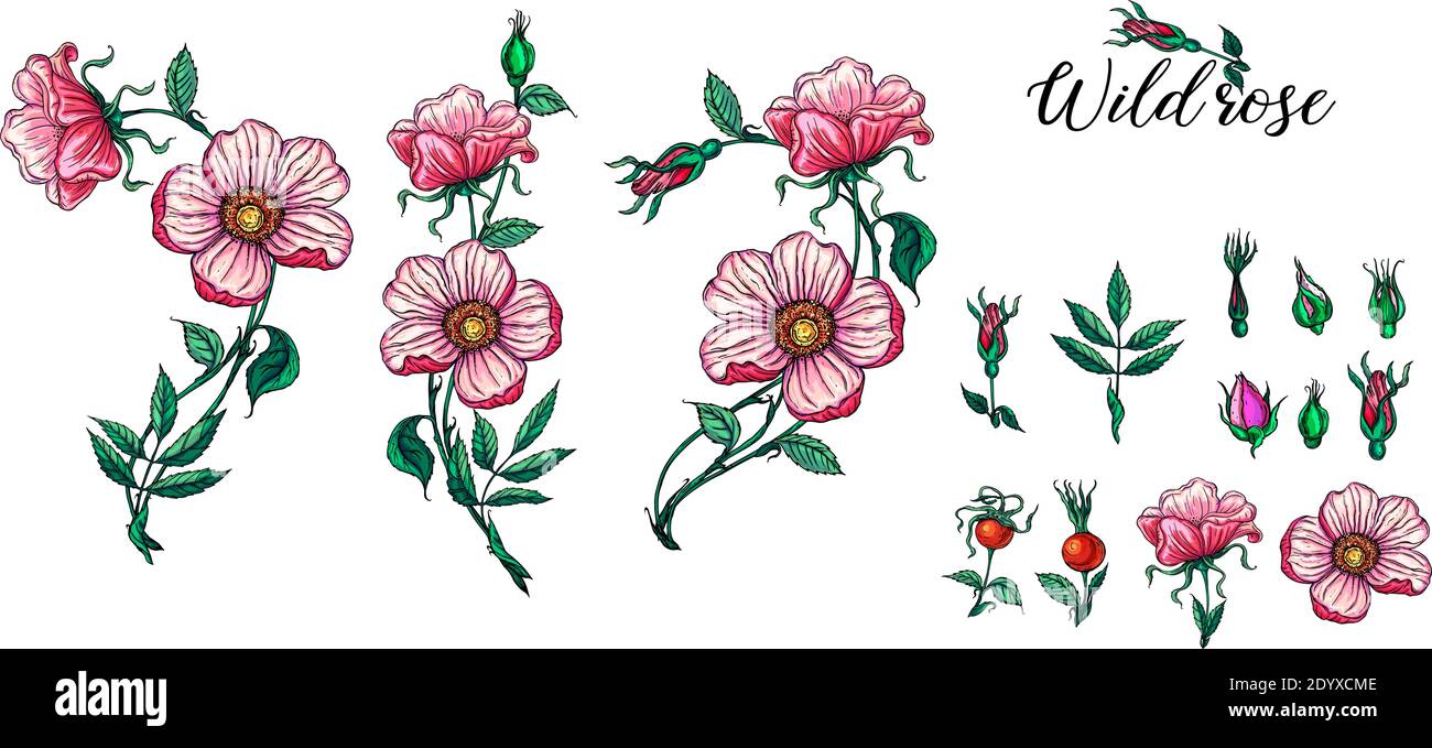 Un ensemble de compositions florales vectorielles. Rose. Rose. Illustration de Vecteur