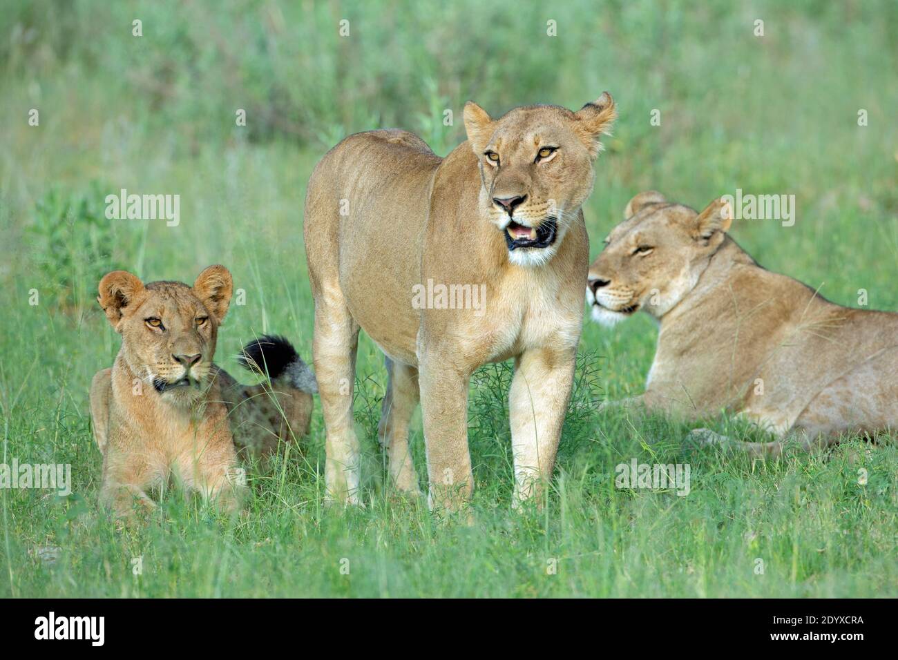Lionesses africaines (Panthera leo). Trois membres d'une fierté, debout, assis, couché. Des personnes saines et bien entretenues, qui regardent avec des yeux brillants dans ap Banque D'Images