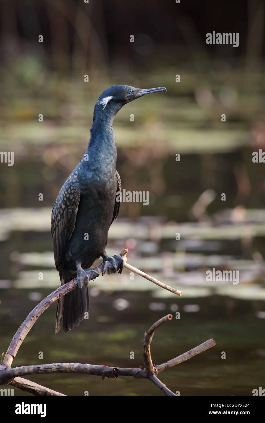 Cormorant indien - Phalacrocorax fuscicollis, grand cormoran commun des lacs et rivières asiatiques, Sri Lanka. Banque D'Images