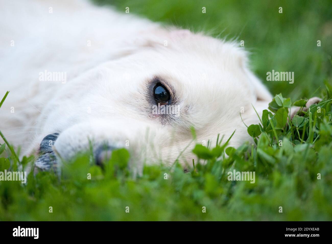 chien heureux reposant sur une herbe Banque D'Images