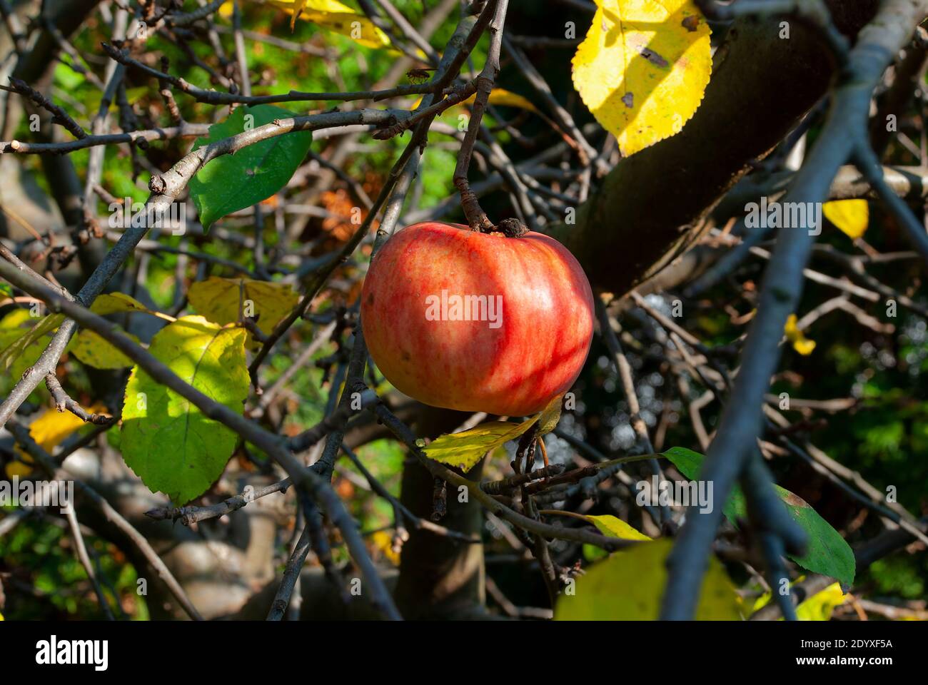 pomme naturelle dans le verger d'automne - une pomme sur un arbre entre les feuilles de novembre Banque D'Images