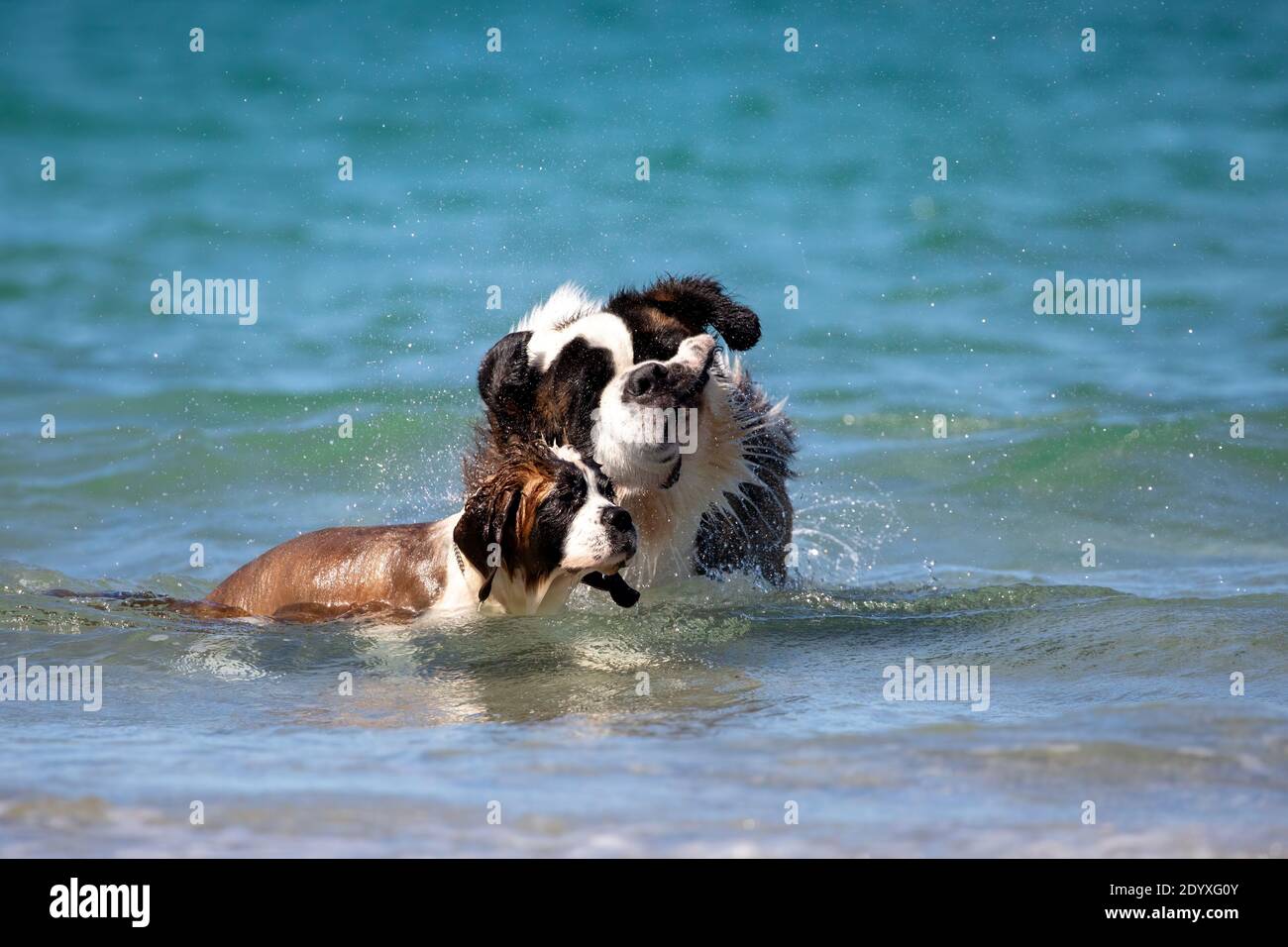 Saint Bernard adulte et Saint Bernard chiot jouant ensemble dans les eaux peu profondes de la plage. Banque D'Images