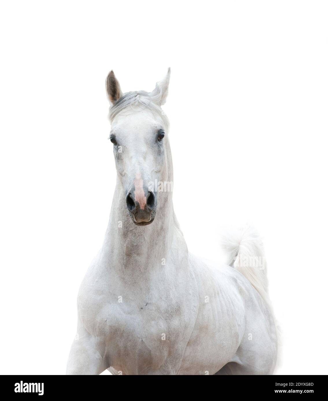 Superbe étalon blanc sur fond blanc Banque D'Images