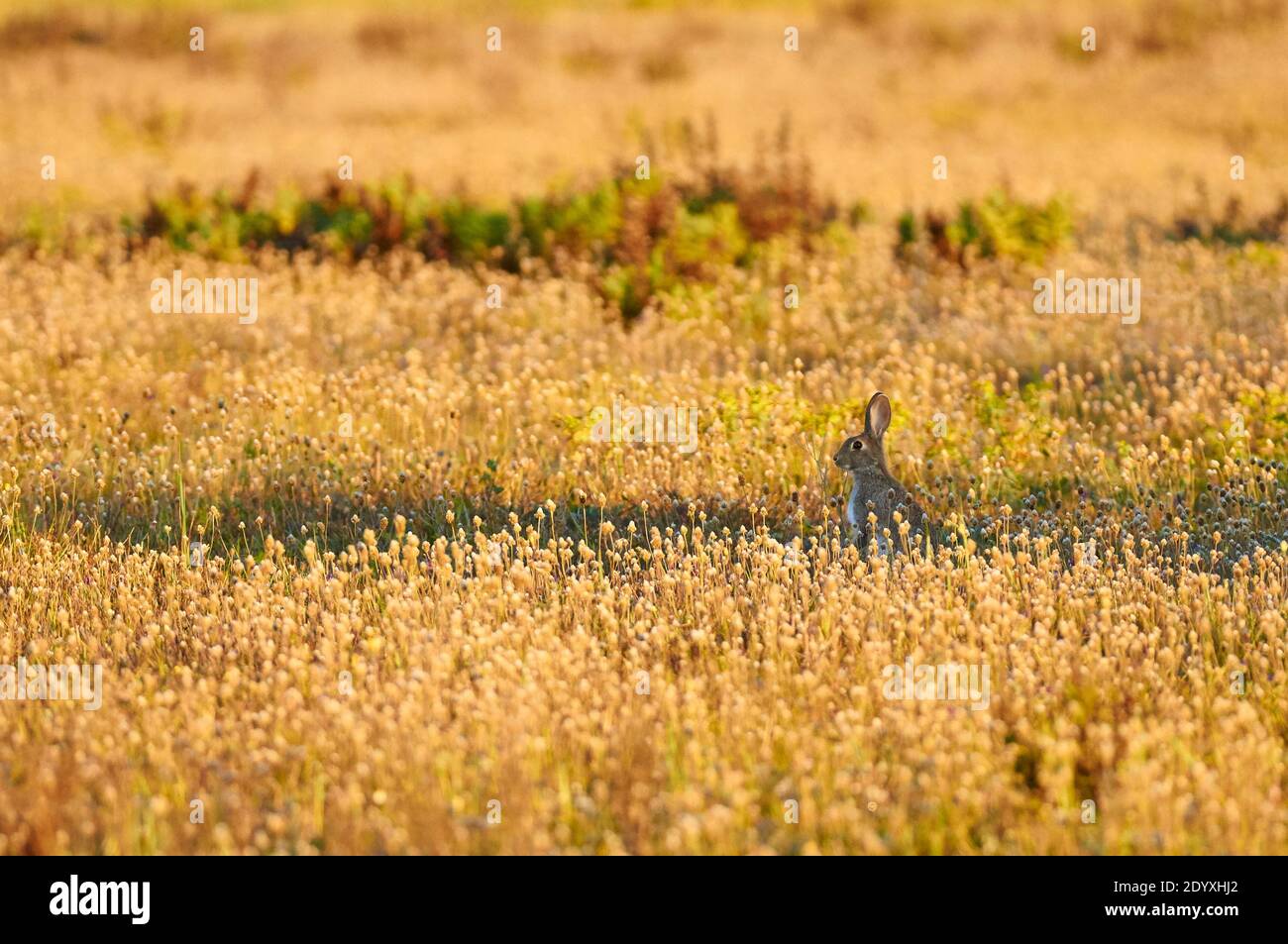 Lapin européen (Oryctolagus cuniculus) entouré de plantain méditerranéen en fleurs (Plantago lagopus) (Parc naturel de ses Salines, Formentera, Espagne) Banque D'Images