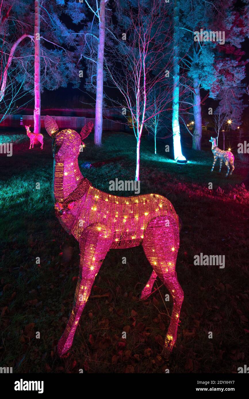 Illuminations de Noël au Alnwick Garden, Alnwick, Northumberland, Angleterre, Royaume-Uni Banque D'Images