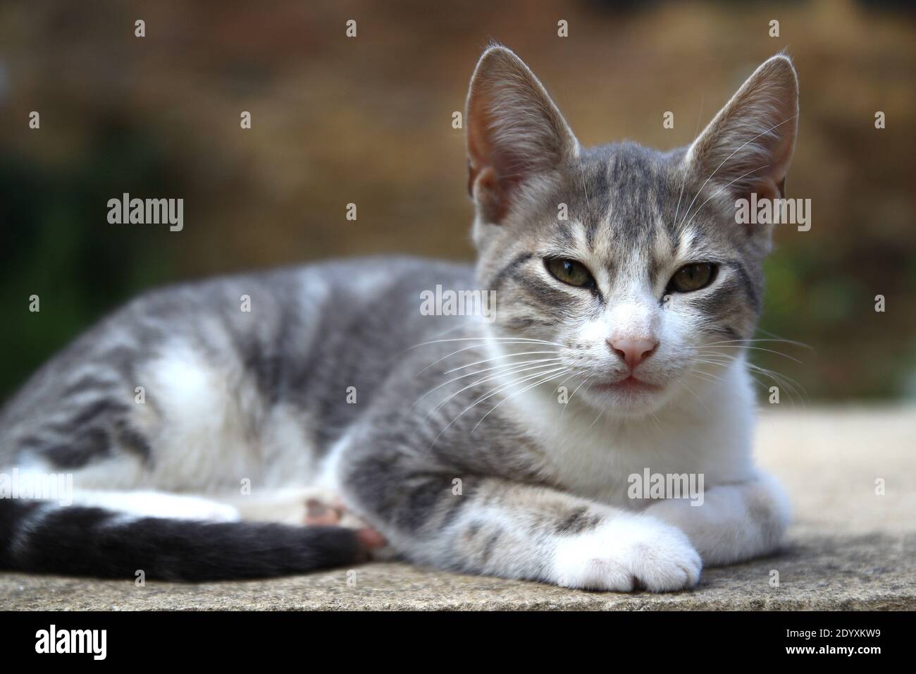 Chat Blanc Avec Des Taches Grises Banque D Image Et Photos Alamy