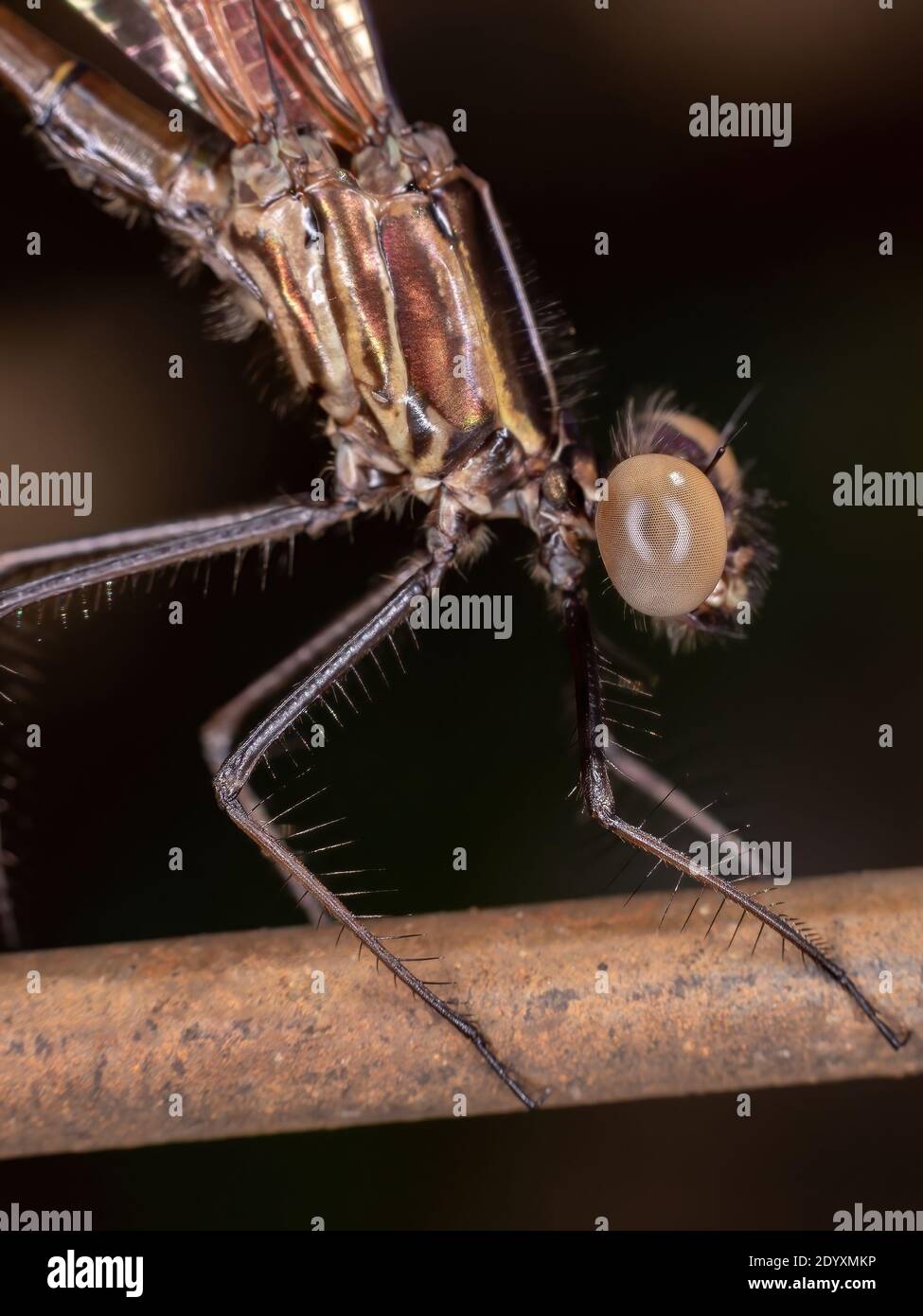 Insecte adulte de Damselfly du sous-ordre Zygoptera Banque D'Images