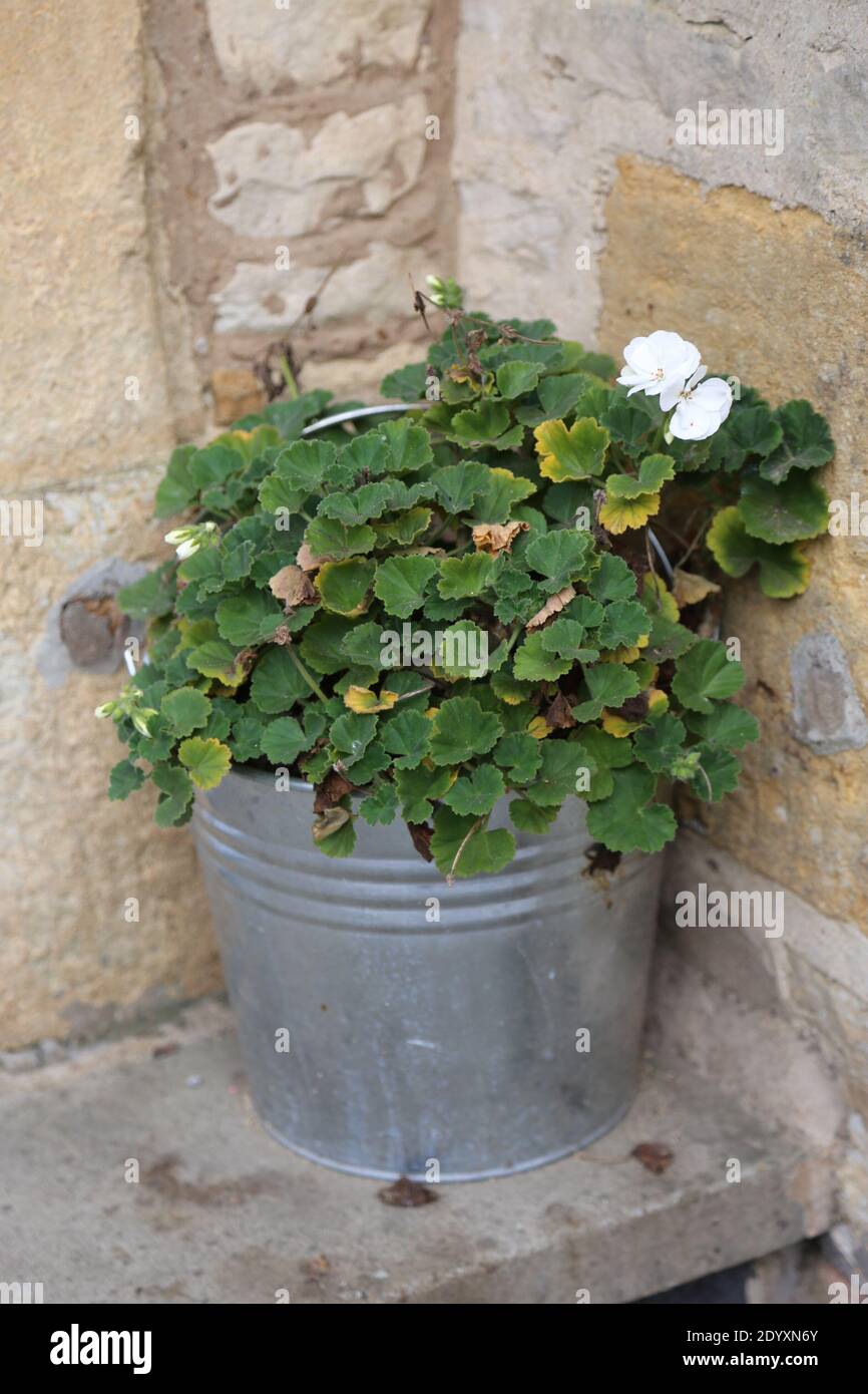 Une gamme de plantes de jardin en pot et de boîtes à fenêtre. Banque D'Images