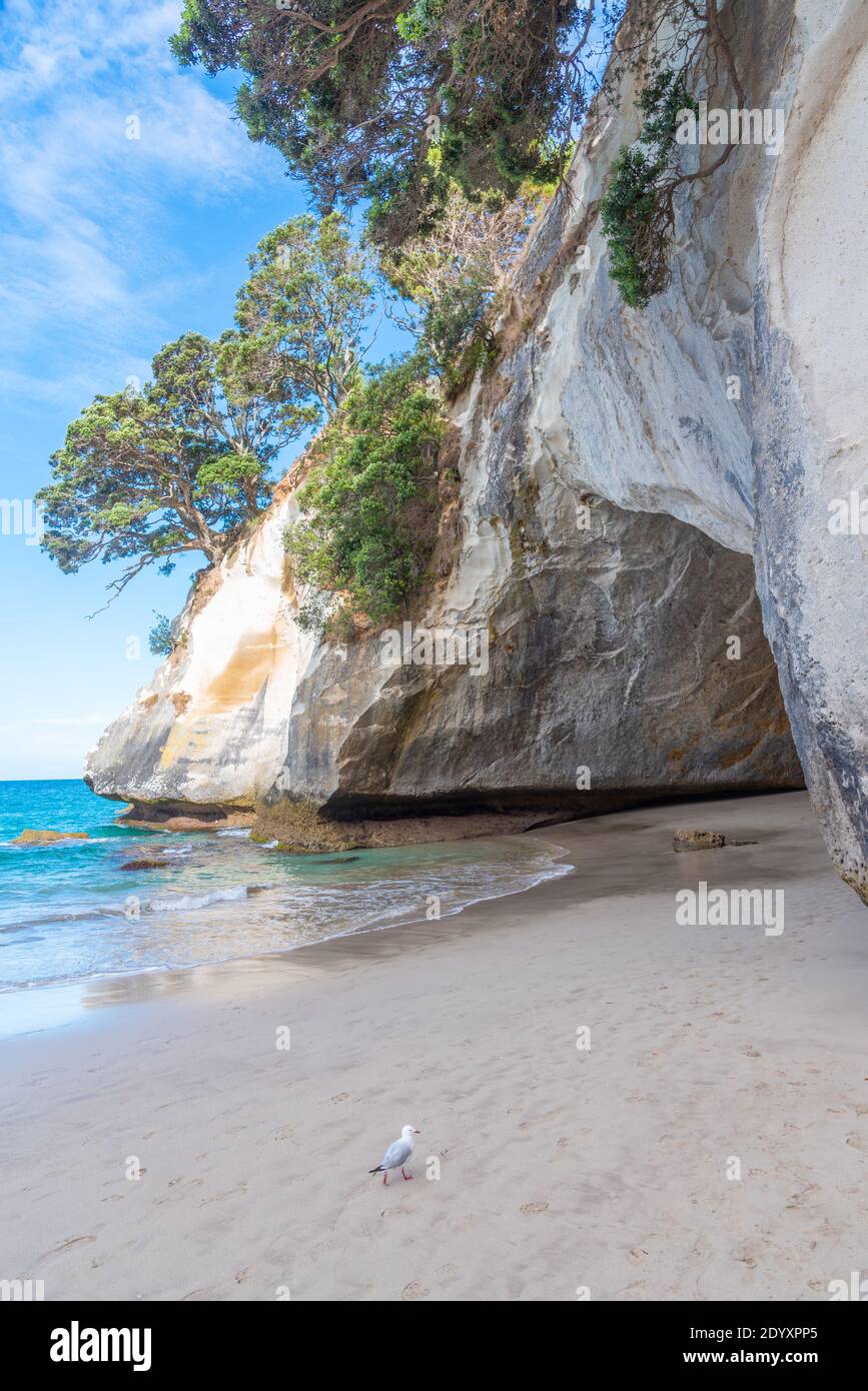 Crique de la cathédrale dans la péninsule de Coromandel en Nouvelle-Zélande Banque D'Images