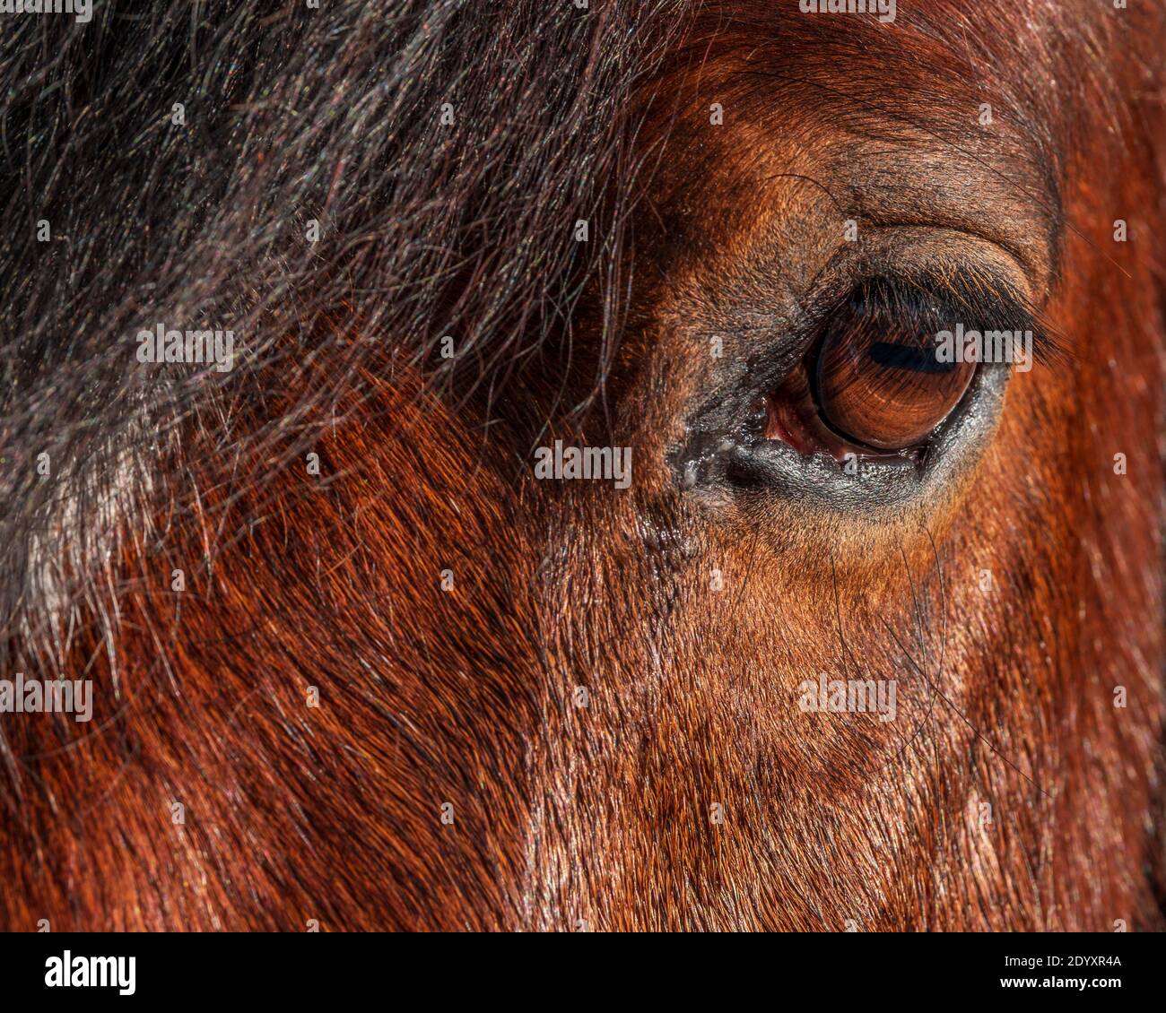 De près de l'œil d'un cheval. Banque D'Images