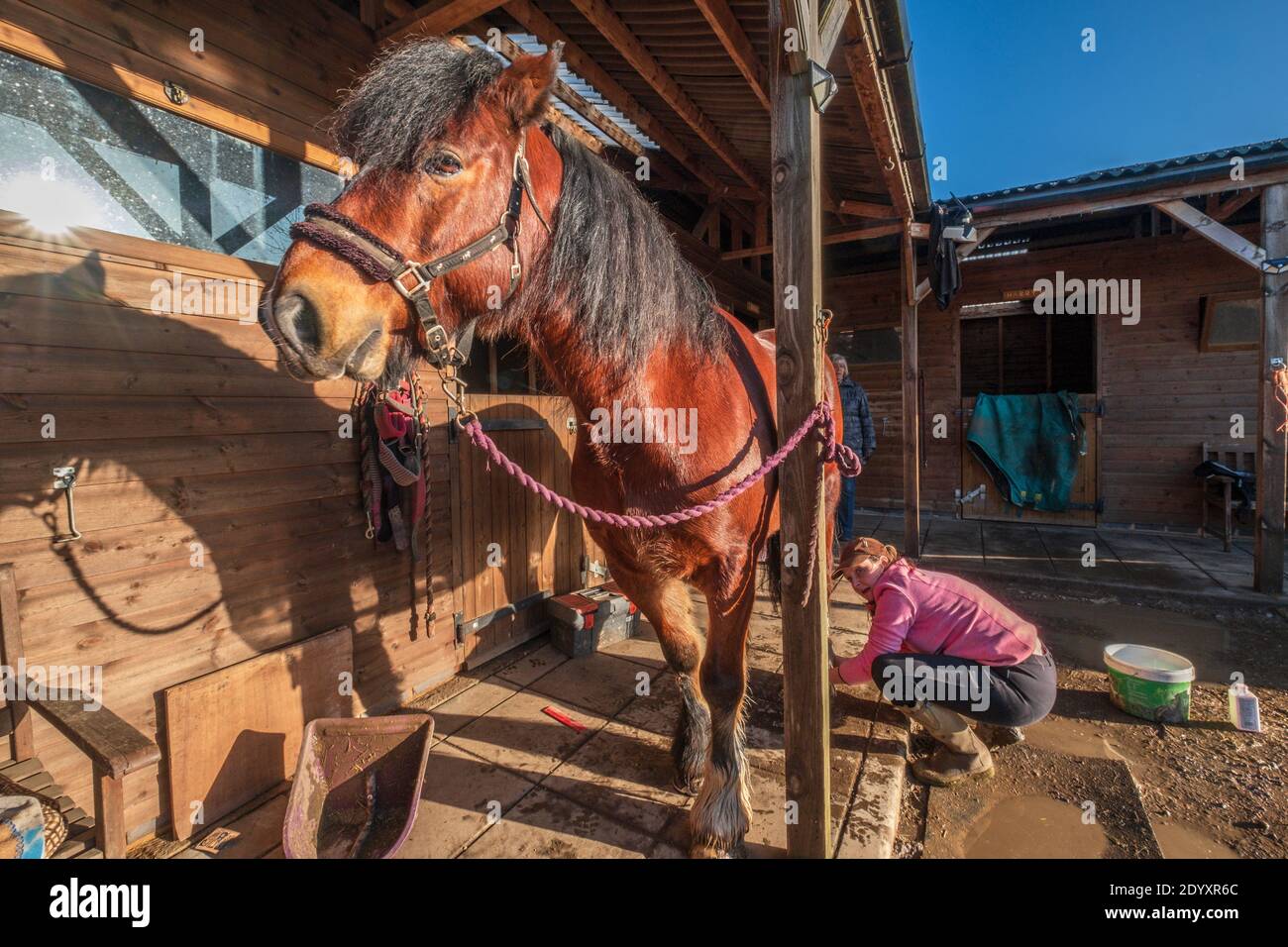 Un cheval de baie est soigné dans une cour stable. Banque D'Images