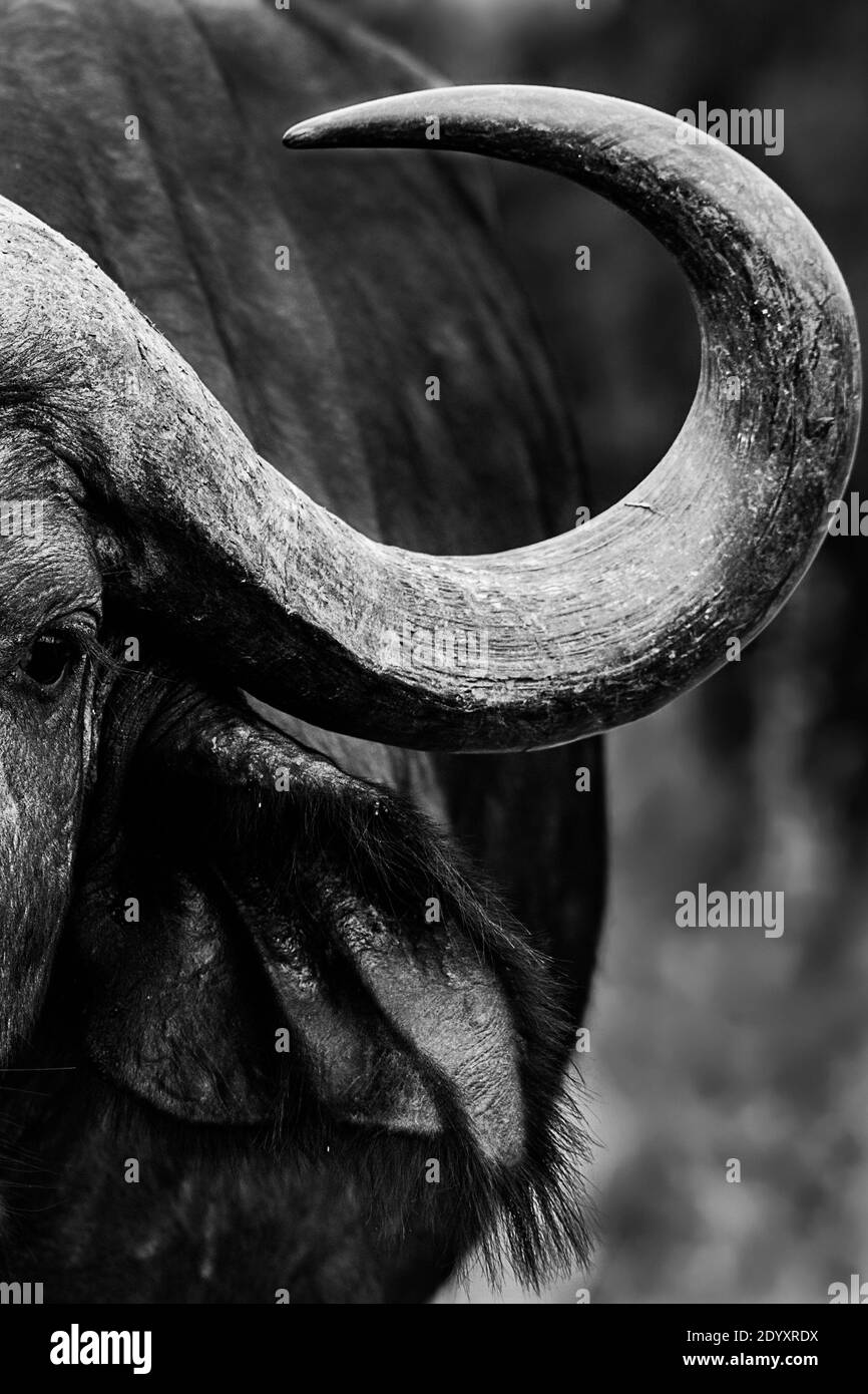 Gros plan noir et blanc d'un bison, Parc national de Nairobi, Kenya Banque D'Images