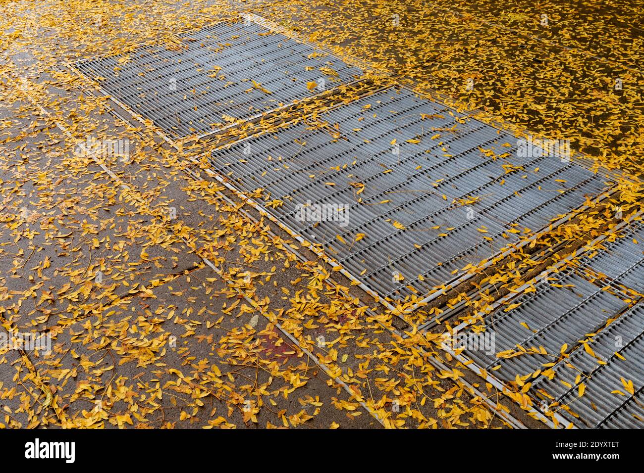 Trottoir avec grilles métalliques intégrées, recouvert de minuscules feuilles jaunes, arrière-plan saisonnier d'automne urbain, aspect horizontal Banque D'Images