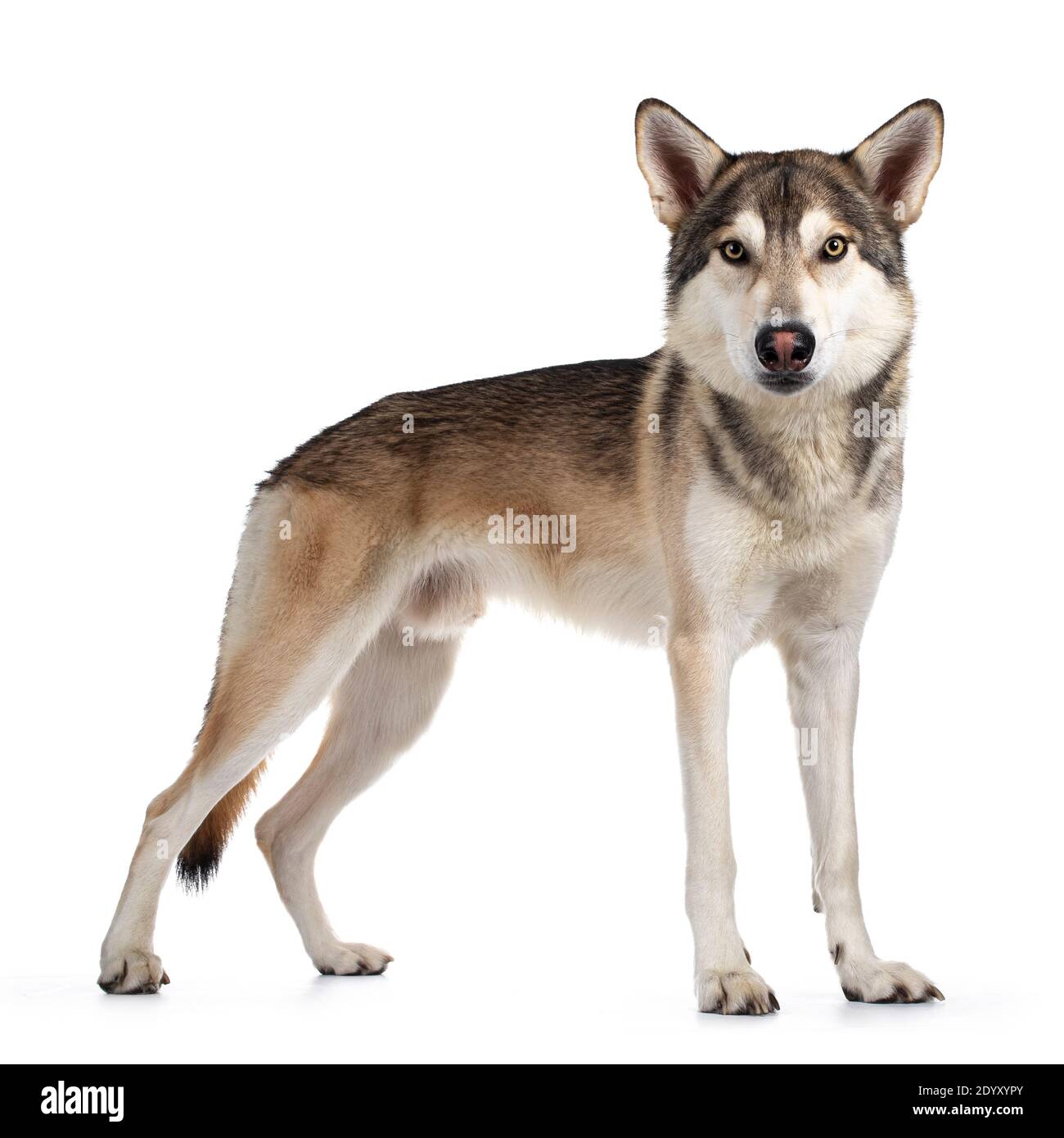 Tamaskan loup chien Banque de photographies et d'images à haute résolution  - Alamy