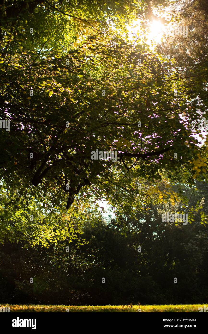 Une lumière de soleil aux applicées qui brille à travers les arbres le jour de l'été Banque D'Images