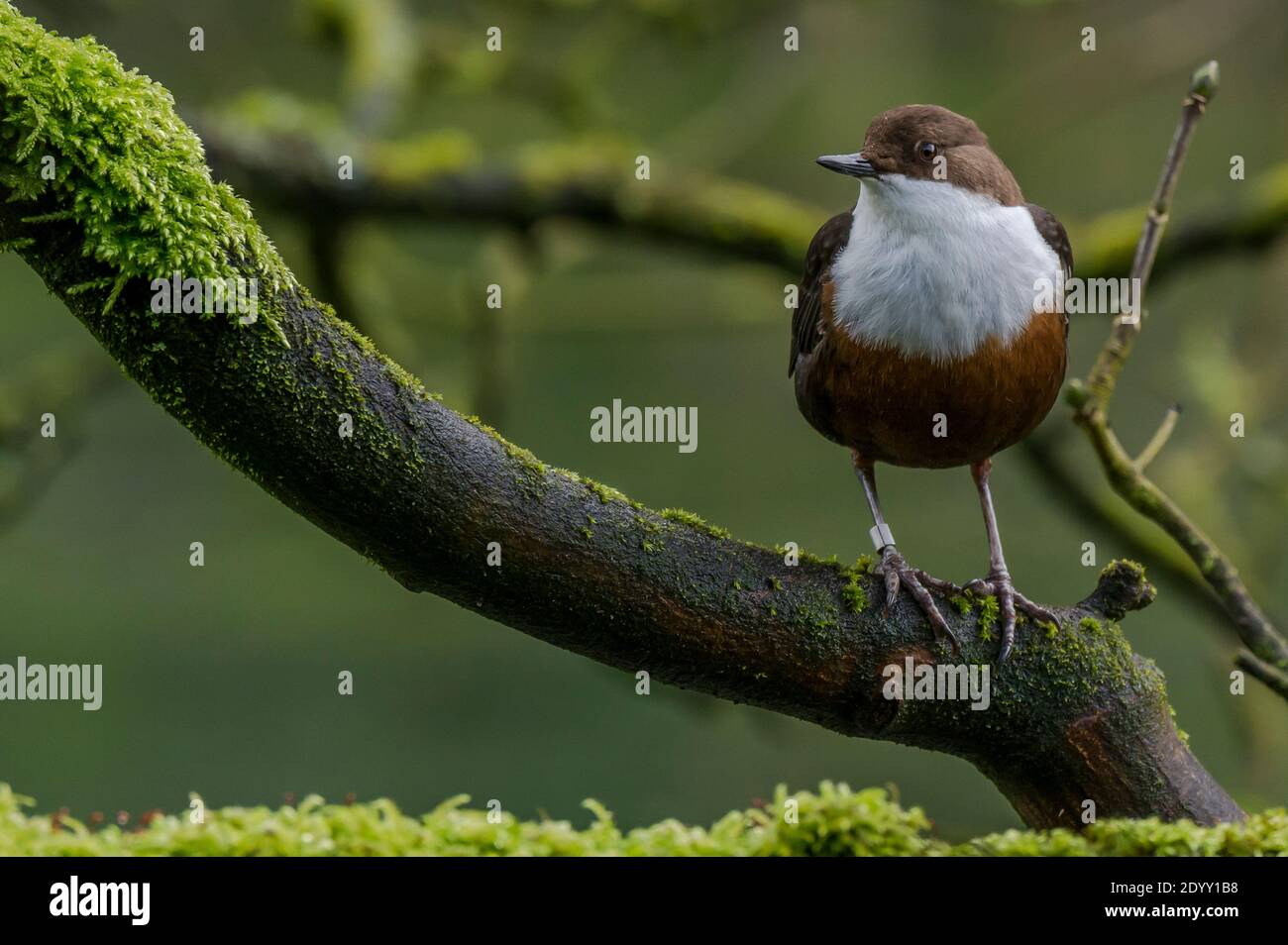 Balancier sur la branche à Lathkill Dale, Derbyshire, Angleterre Banque D'Images