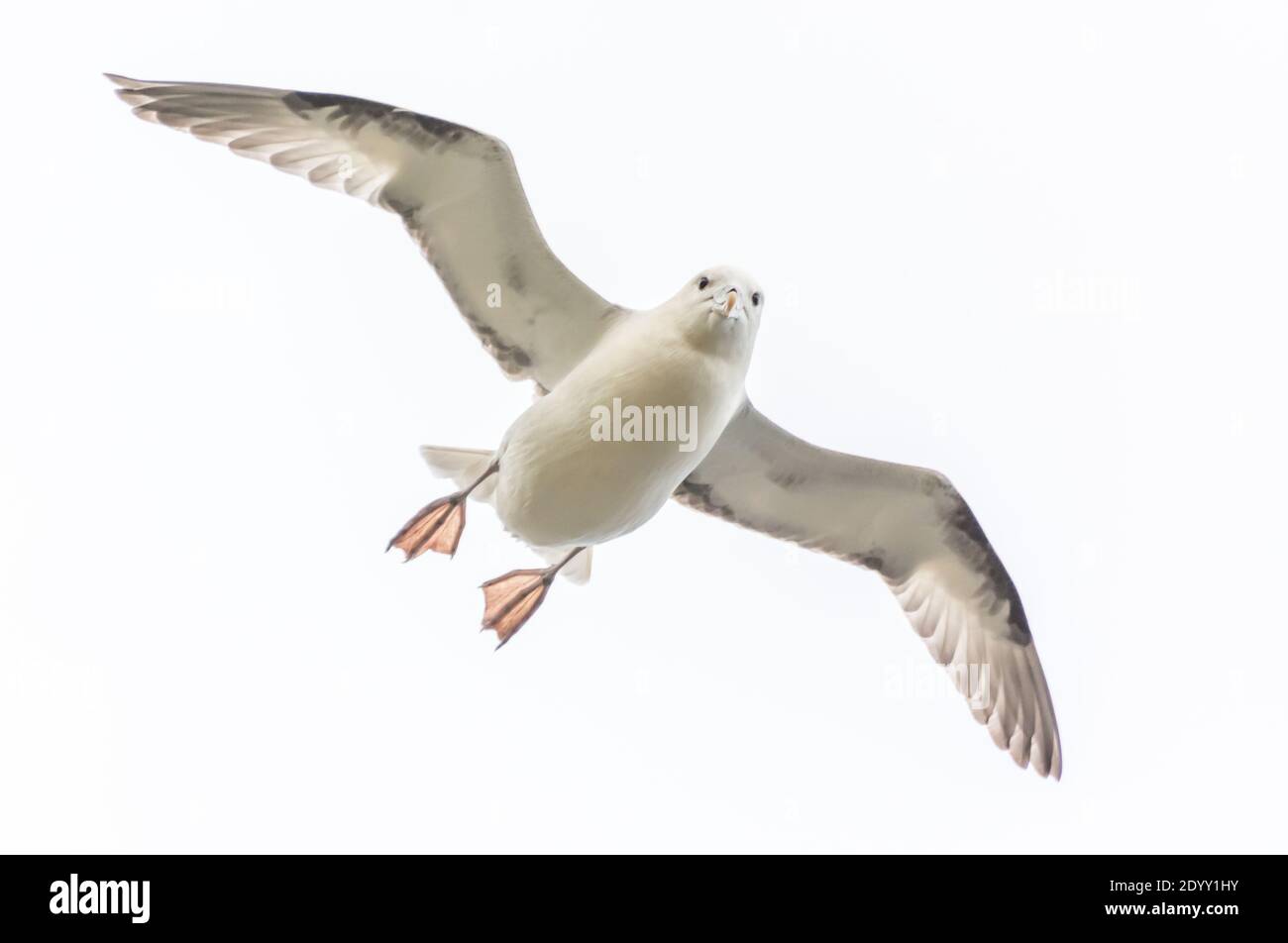 Fulmar Flying, Shiant Isles, Écosse, Royaume-Uni Banque D'Images
