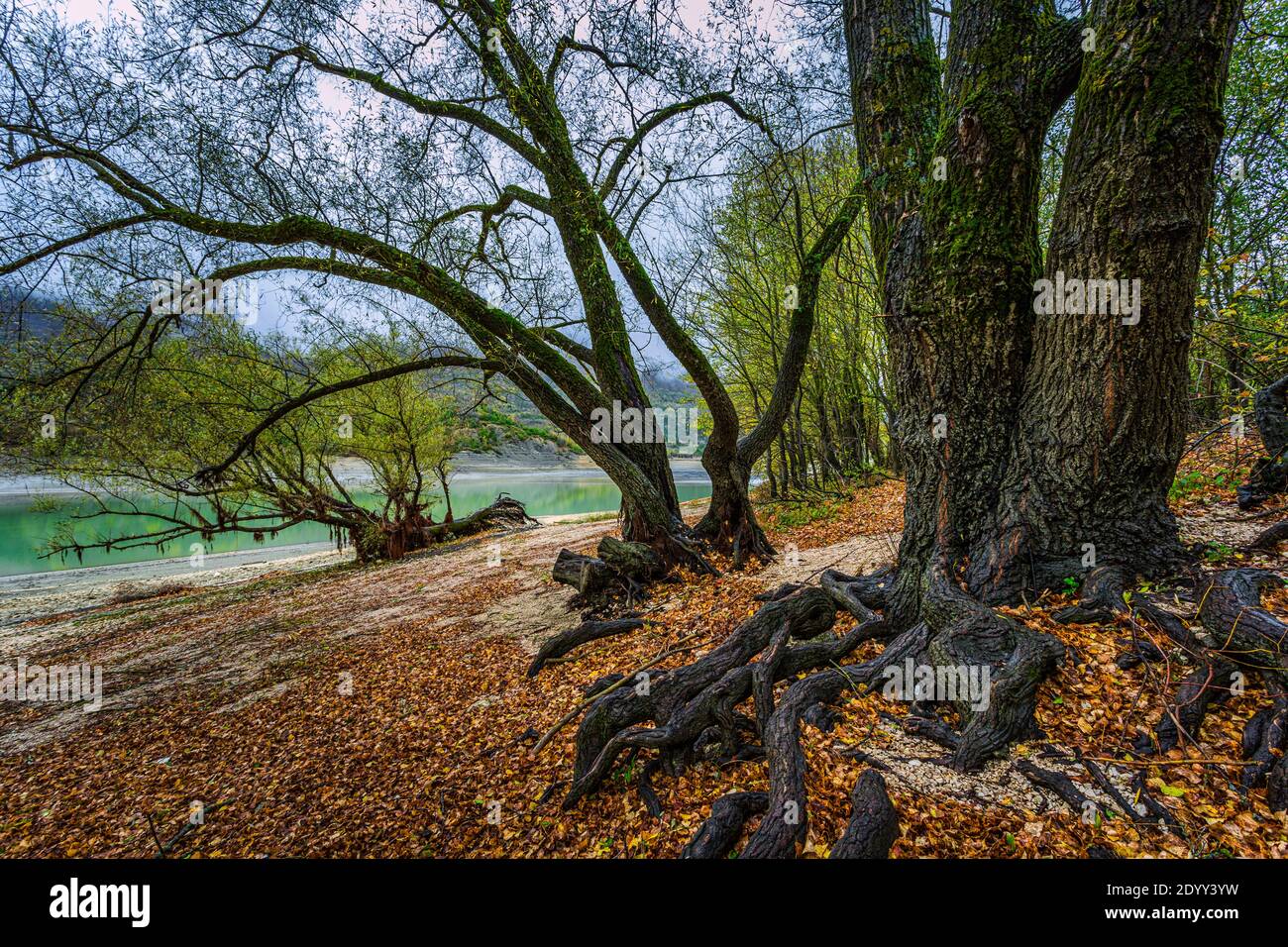 Saules sur les rives du lac Barrea. Abruzzes, Latium et Parc national Molise, Abruzzes, Italie, Europe Banque D'Images