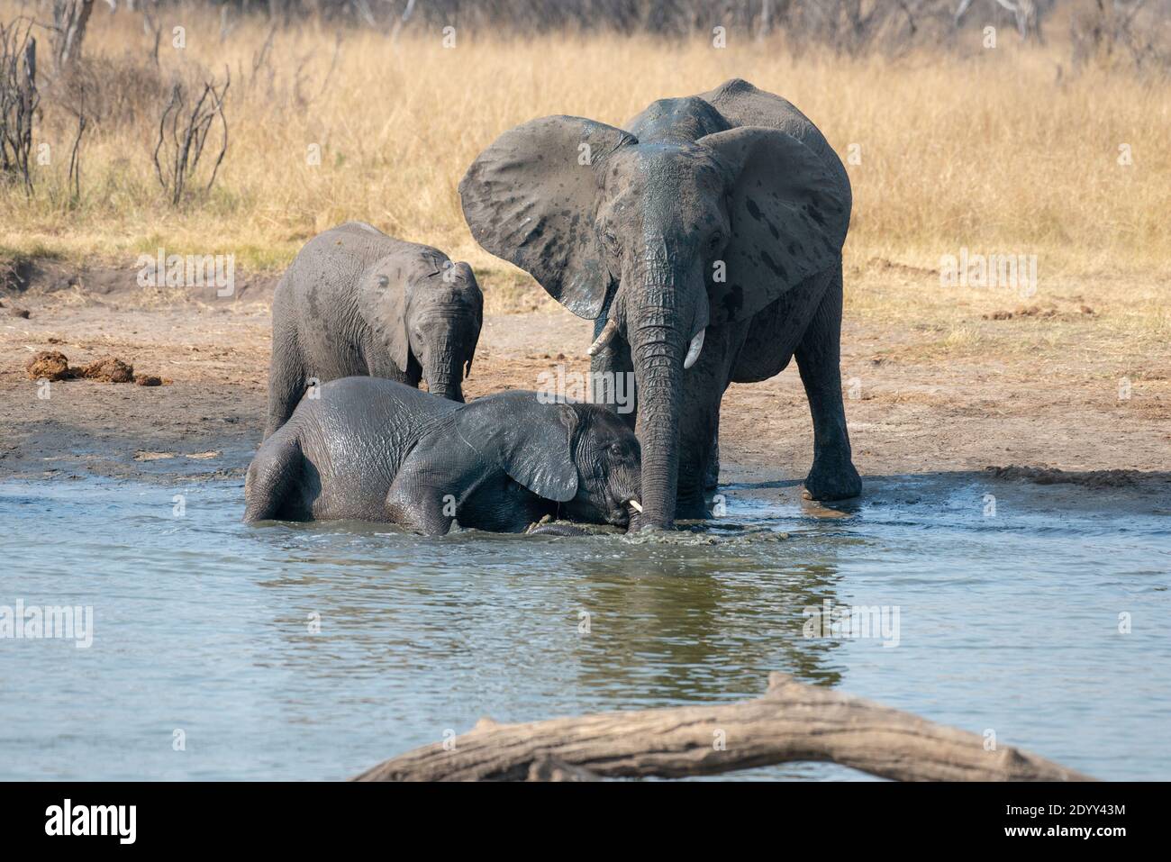 Parc safari de Khula Banque D'Images