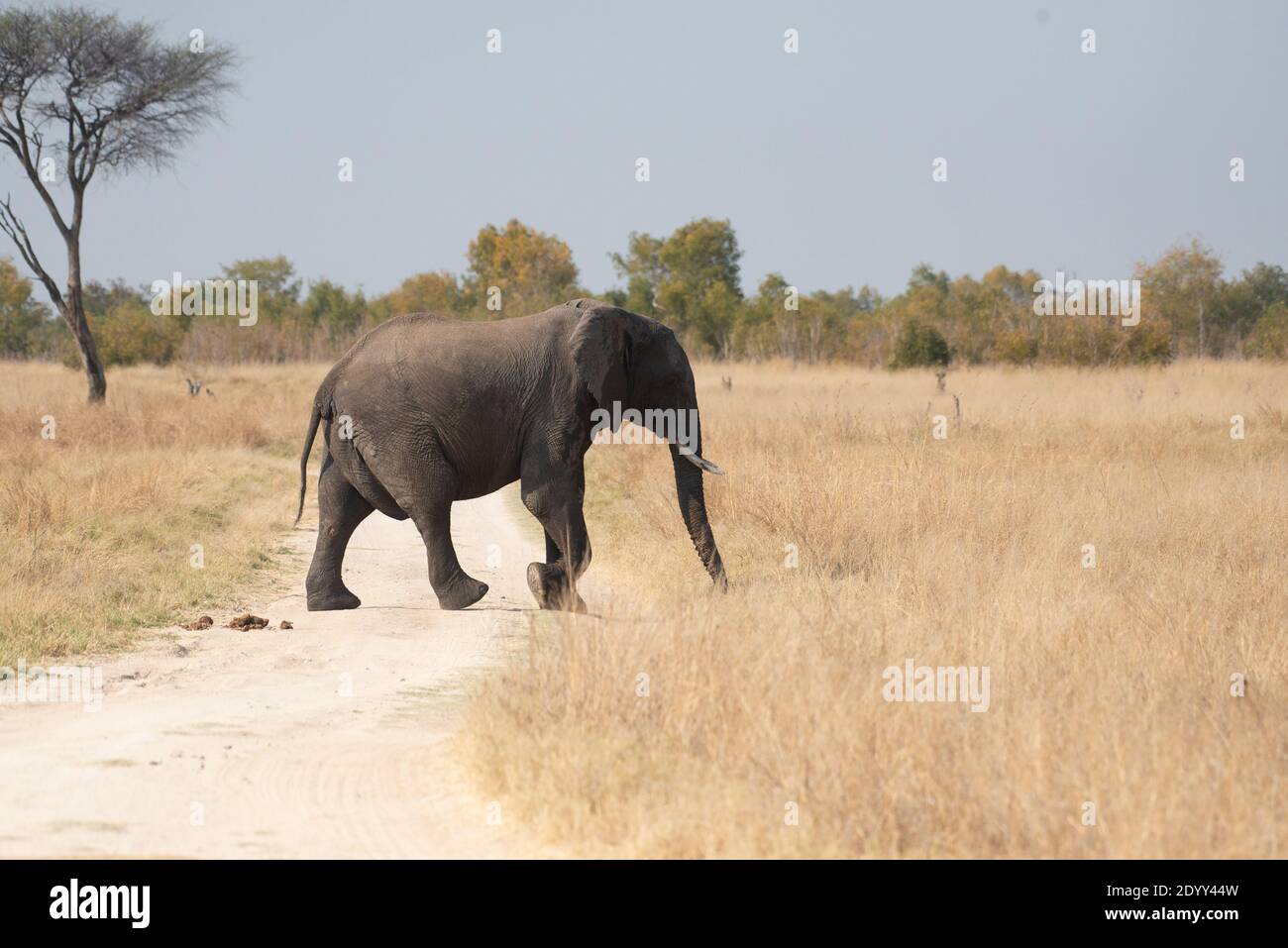 Parc safari de Khula Banque D'Images