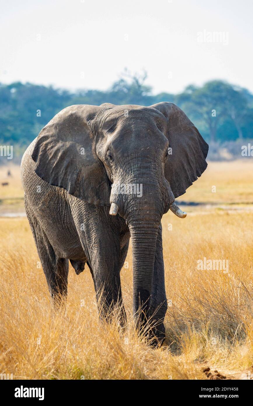Parc safari de Khula Banque D'Images