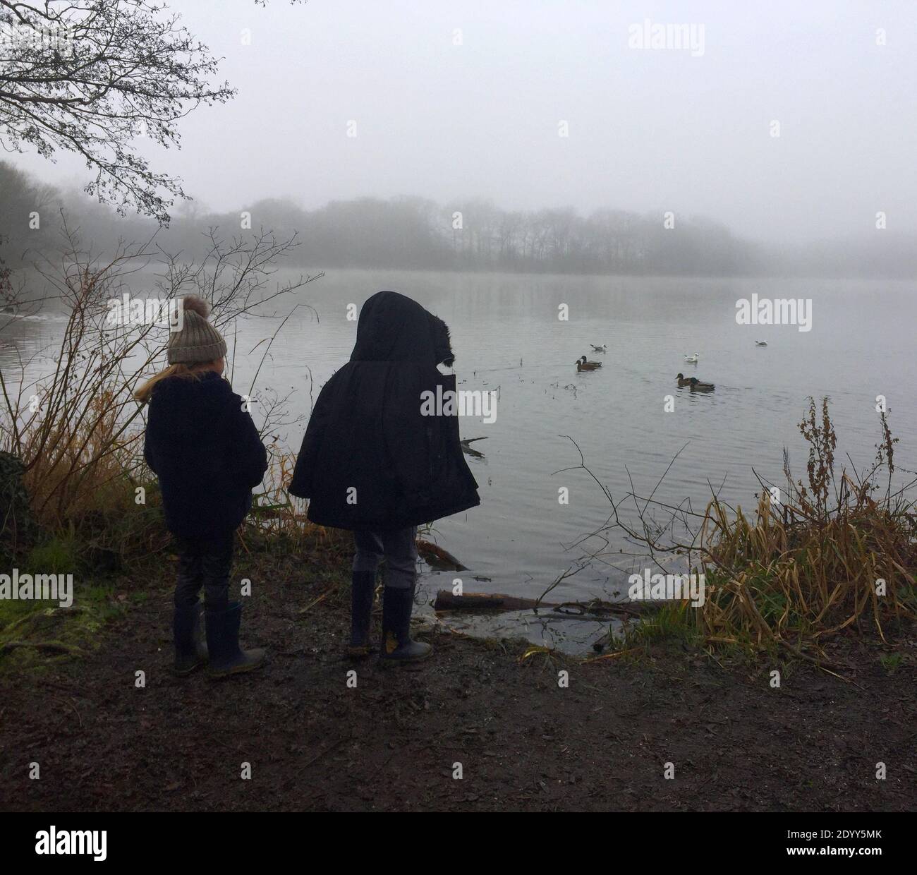 Aldenham Country Park et Lakeside Walk. Magnifique sentier écologique, oiseaux et faune, bois de Winnie-l'Ourson 100, pique-niques, café, bois et parc. Banque D'Images