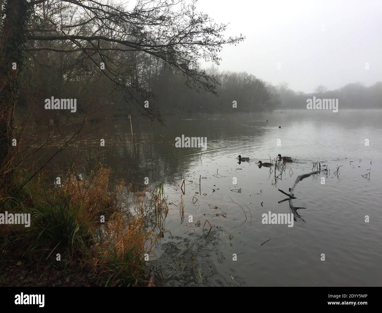 Aldenham Country Park et Lakeside Walk. Magnifique sentier écologique, oiseaux et faune, bois de Winnie-l'Ourson 100, pique-niques, café, bois et parc. Banque D'Images