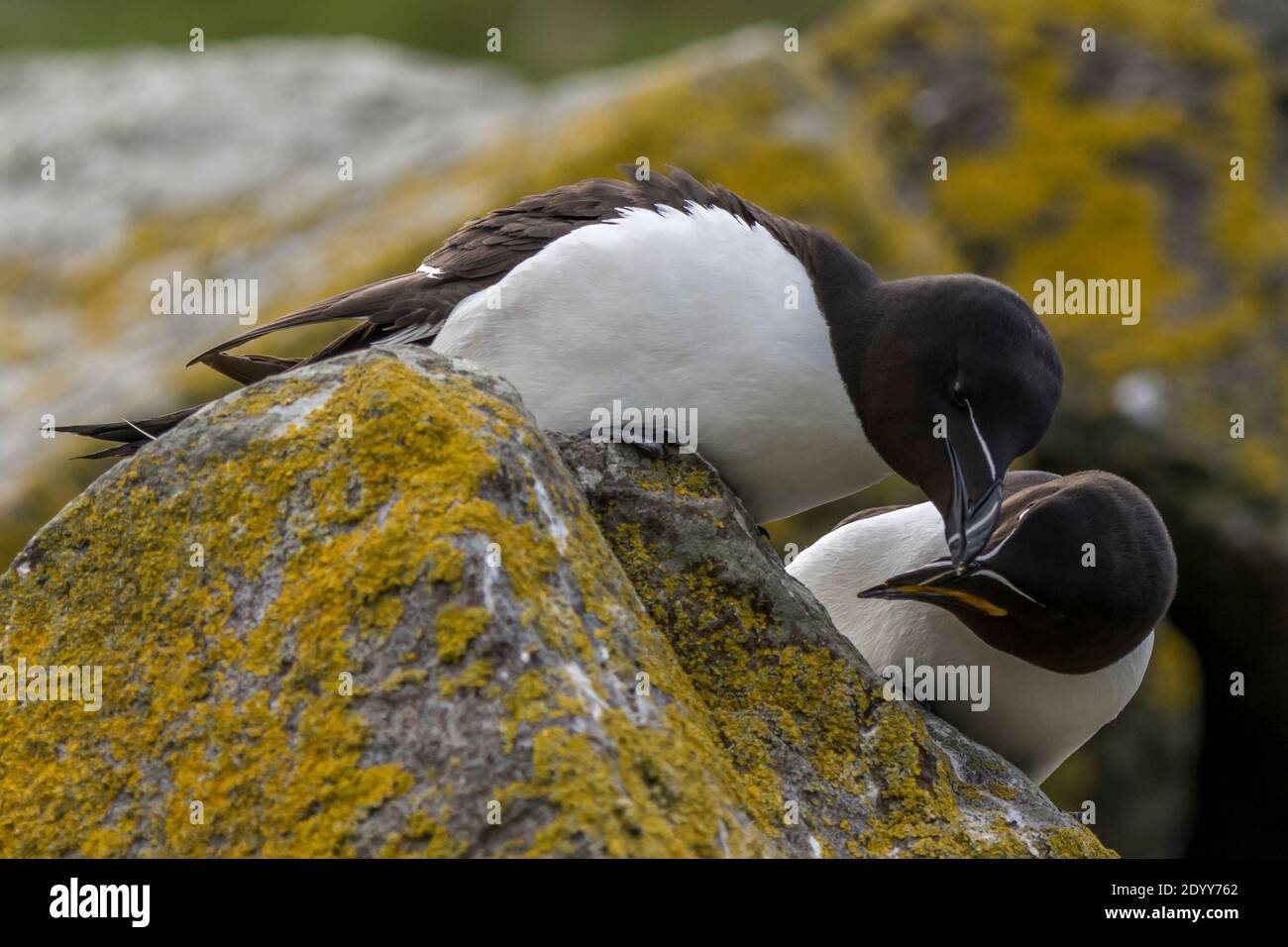 Razorbills Alca torda sur le preening rocheux, Shiant Isles, Écosse Banque D'Images