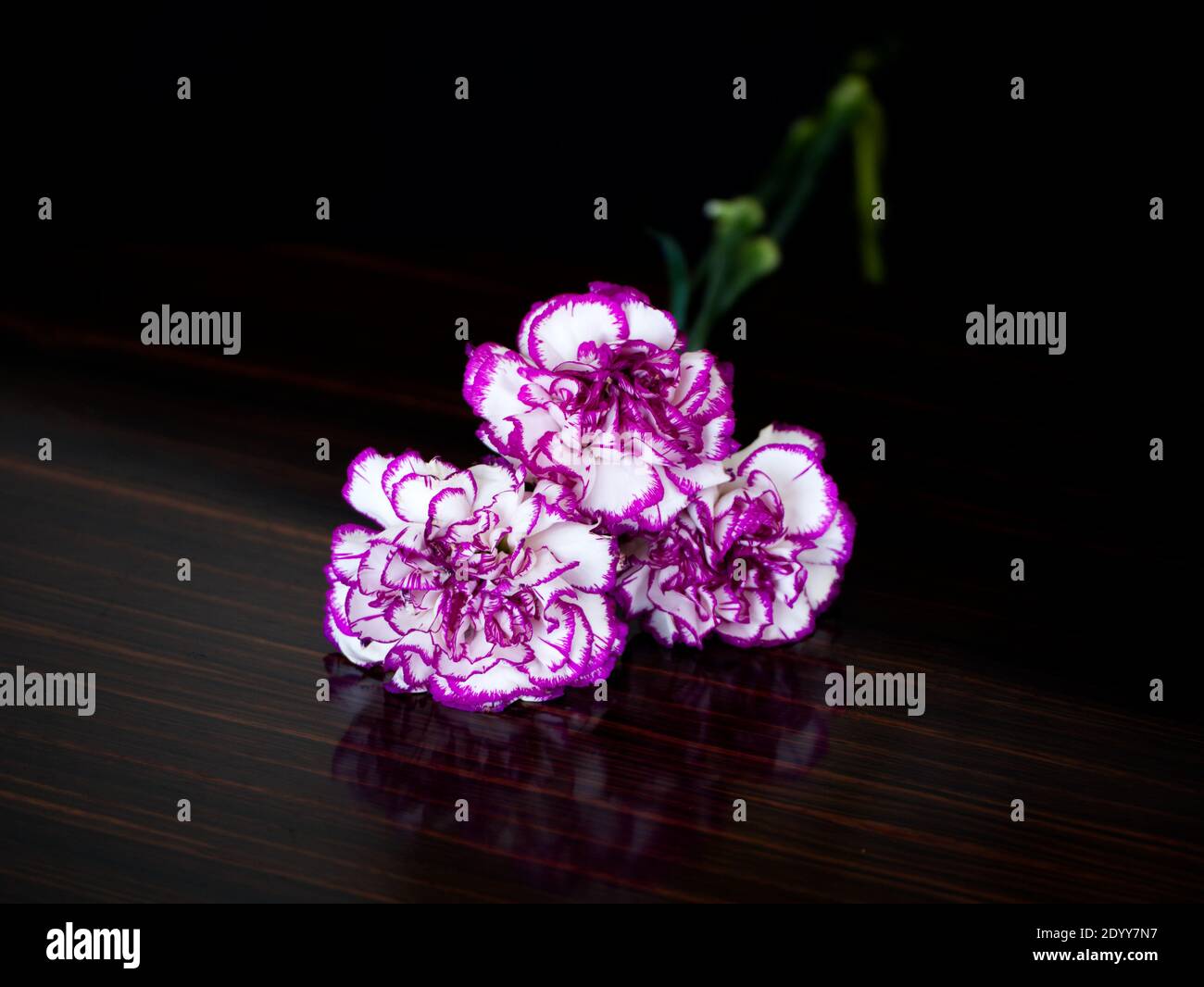 Floral Still Life Celebrating White and Pink Pernations. Photographie artistique Banque D'Images